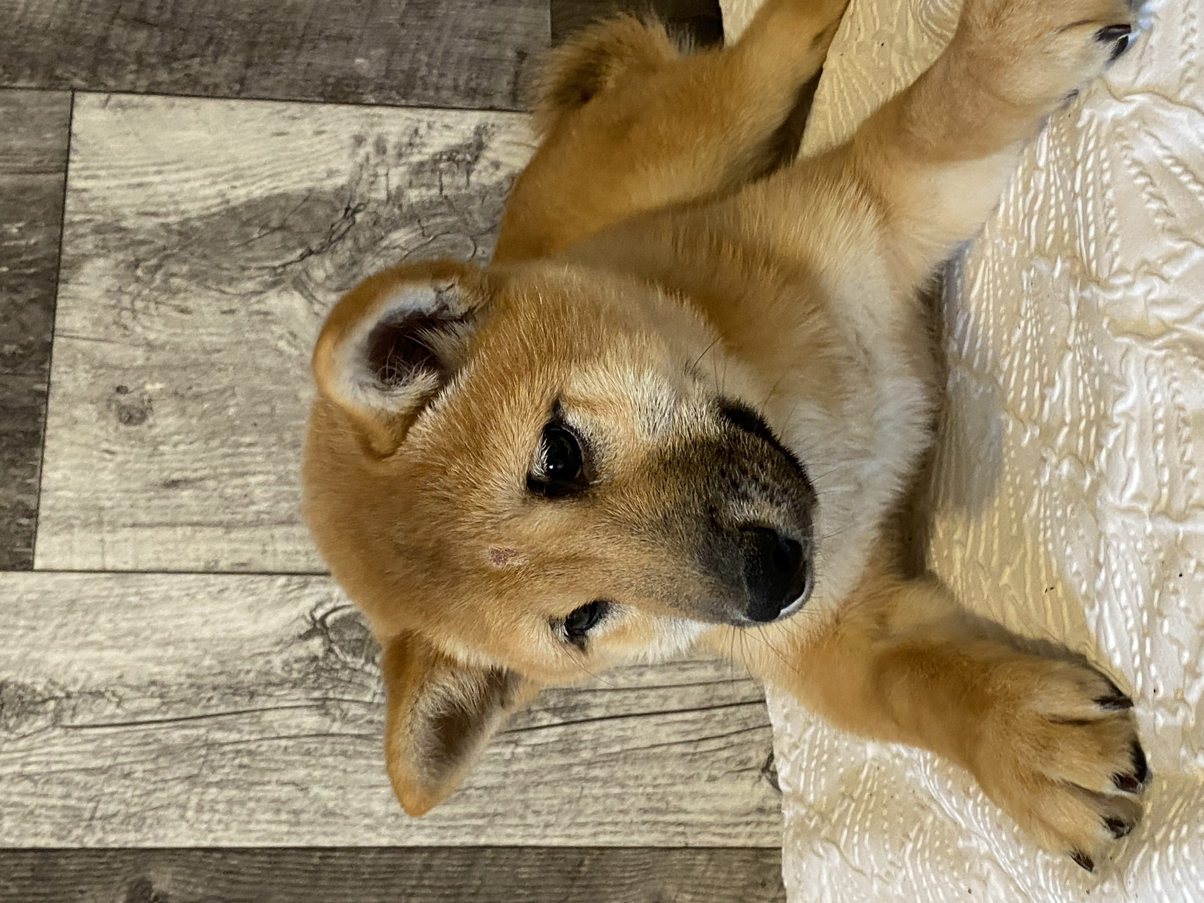puppy, for, sale, Shiba Inu, Curtis  Martin, dog, breeder, Seneca Falls, NY, dog-breeder, puppy-for-sale, forsale, nearby, find, puppyfind, locator, puppylocator, aca