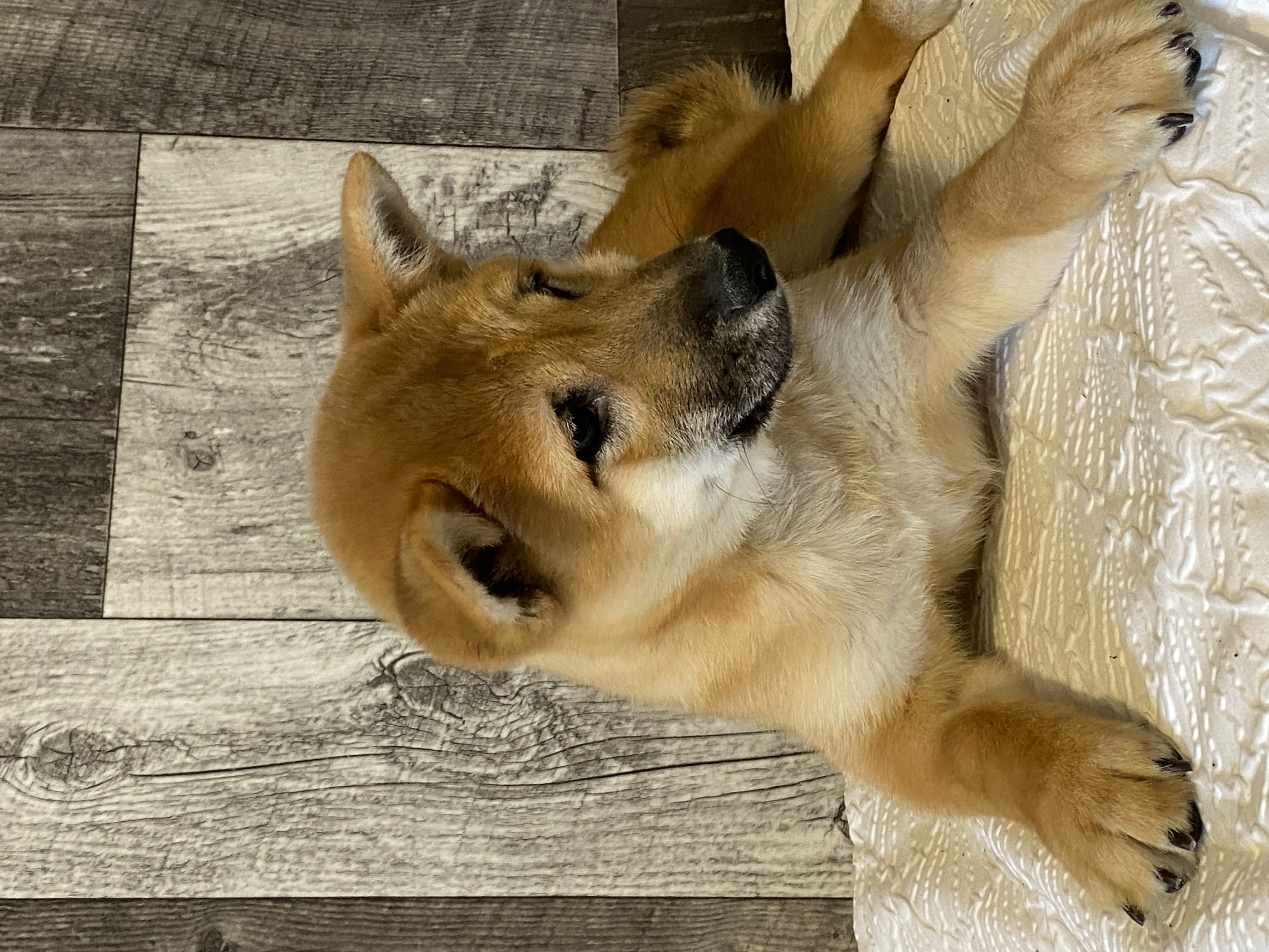 puppy, for, sale, Shiba Inu, Curtis  Martin, dog, breeder, Seneca Falls, NY, dog-breeder, puppy-for-sale, forsale, nearby, find, puppyfind, locator, puppylocator, aca