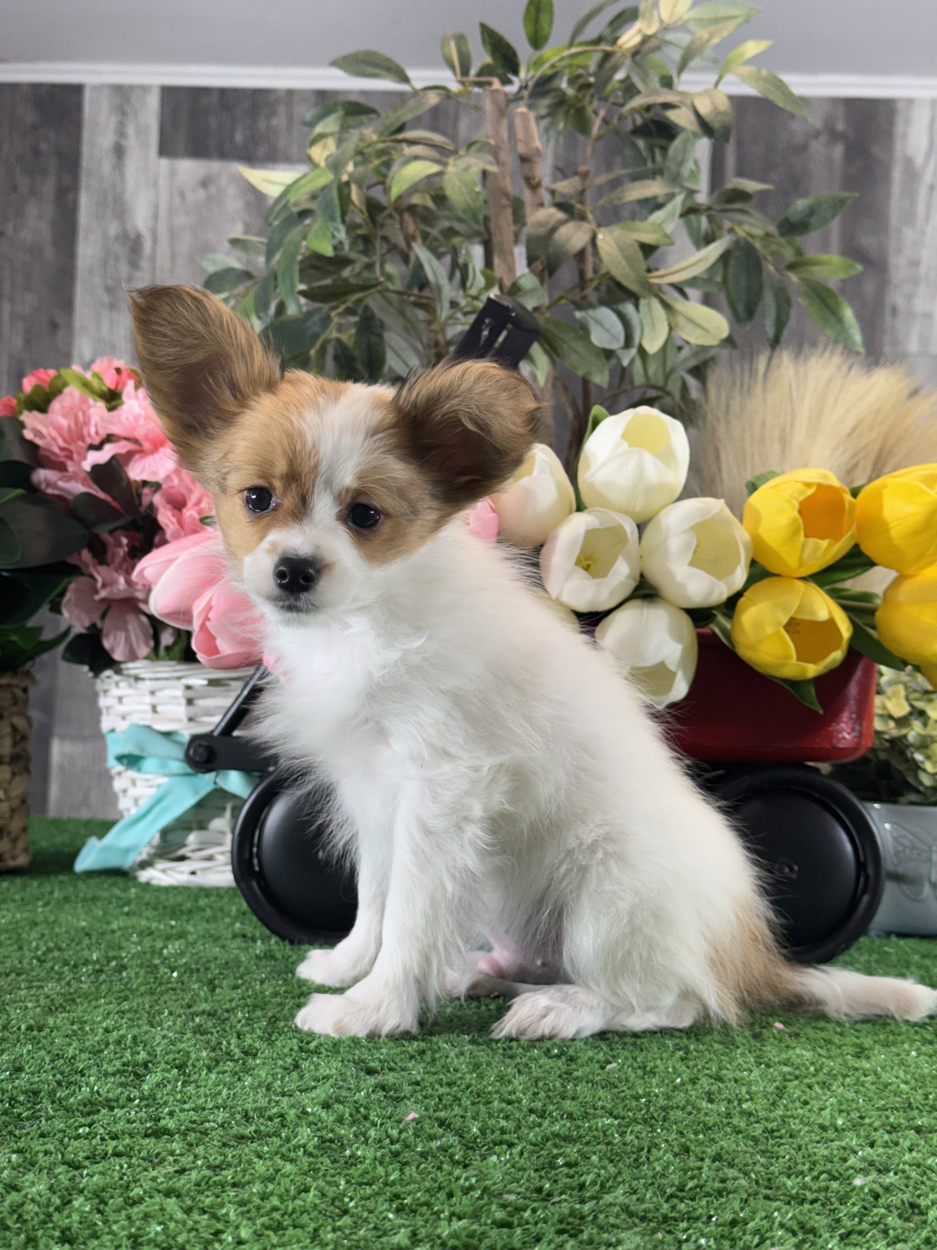 puppy photo