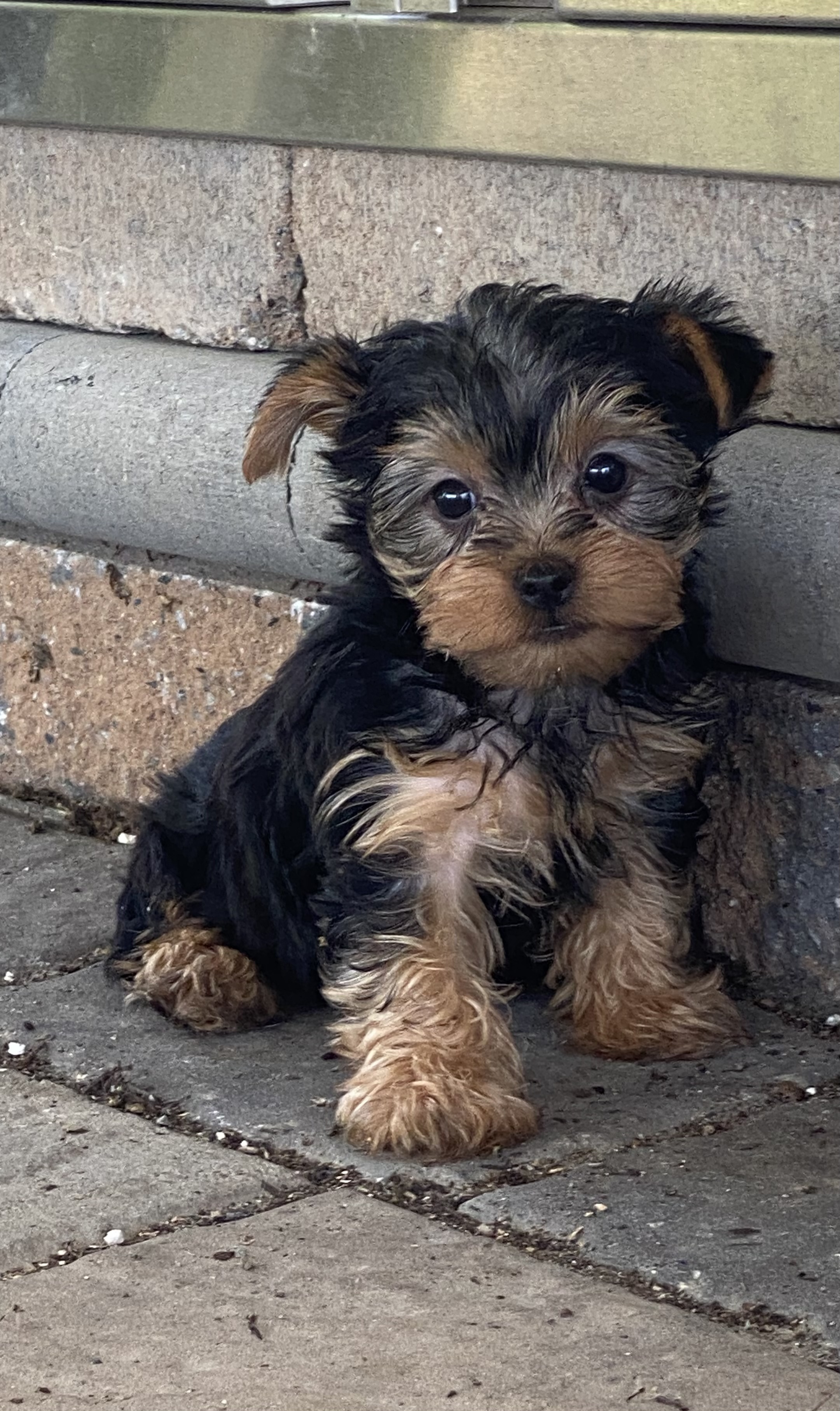 puppy, for, sale, Yorkshire Terrier, Curtis  Martin, dog, breeder, Seneca Falls, NY, dog-breeder, puppy-for-sale, forsale, nearby, find, puppyfind, locator, puppylocator, aca