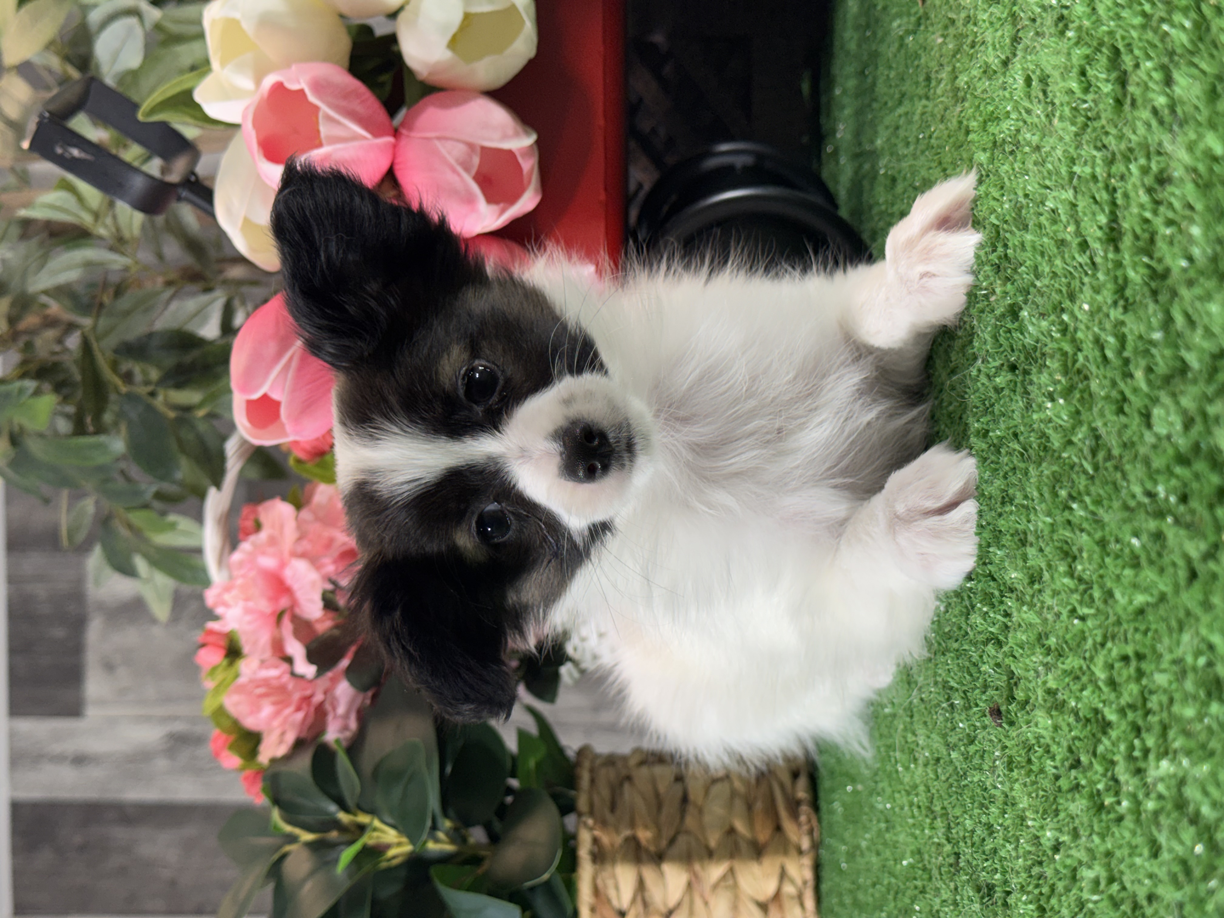 puppy photo