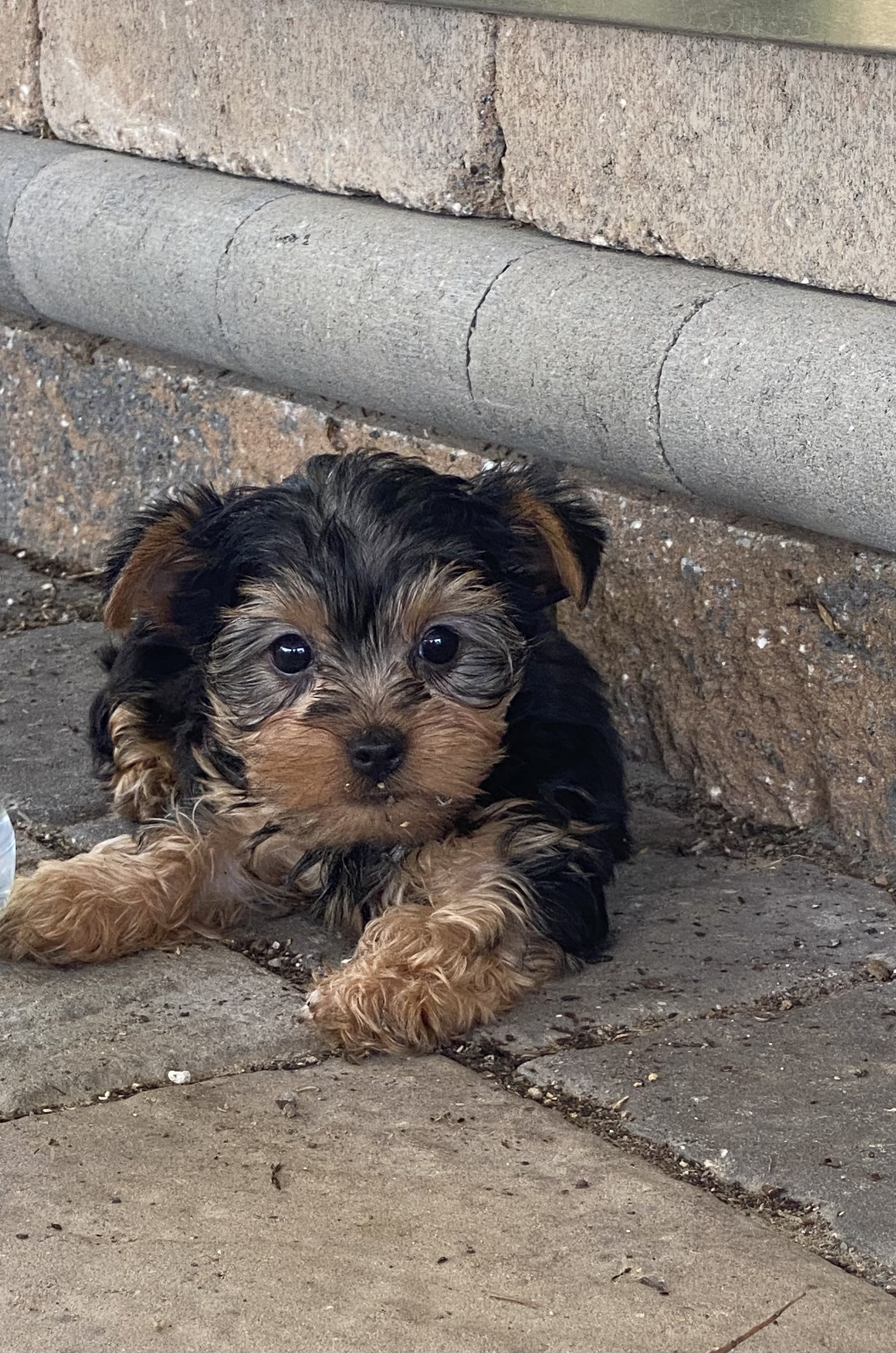 puppy, for, sale, Yorkshire Terrier, Curtis  Martin, dog, breeder, Seneca Falls, NY, dog-breeder, puppy-for-sale, forsale, nearby, find, puppyfind, locator, puppylocator, aca