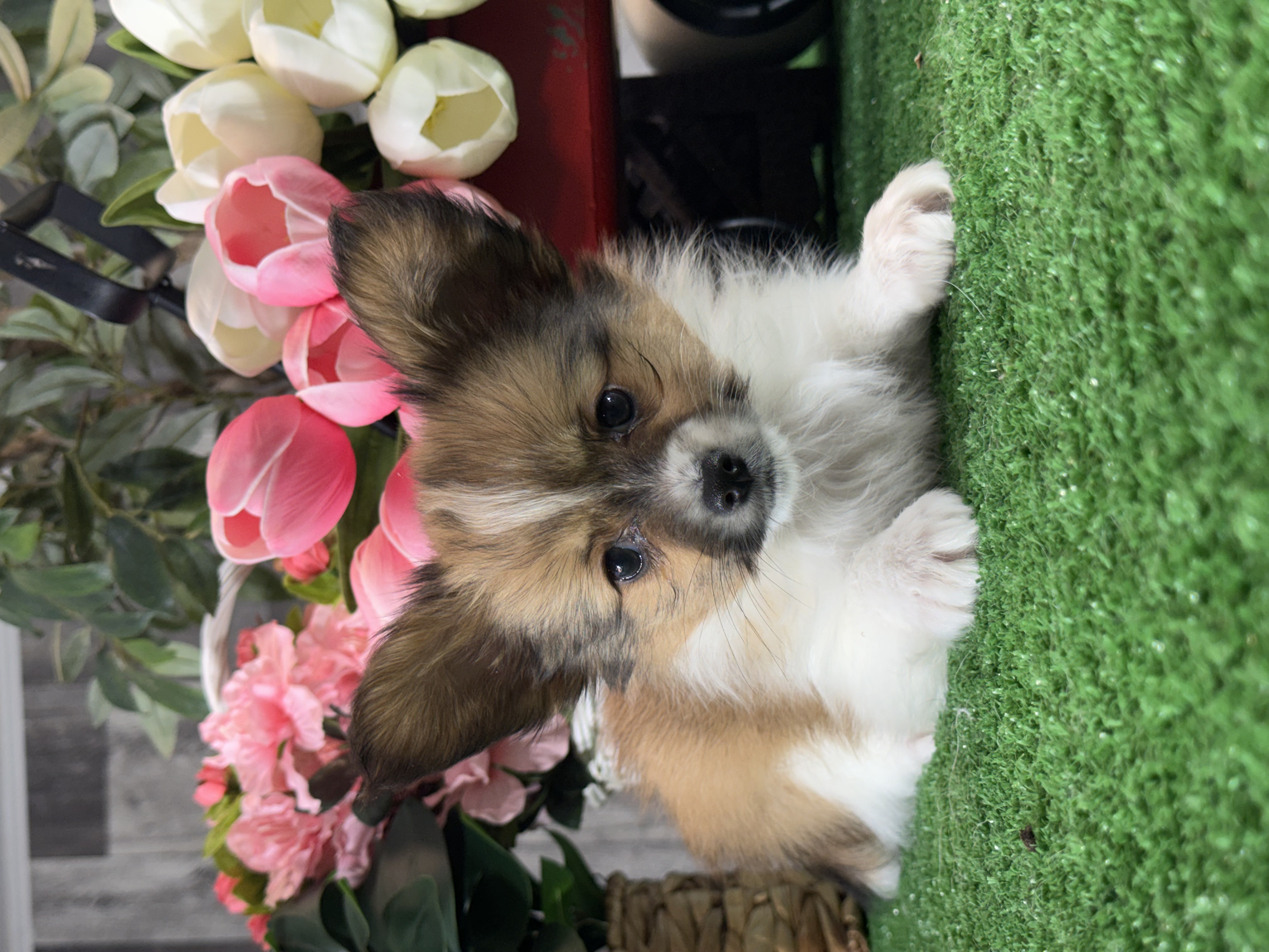 puppy photo