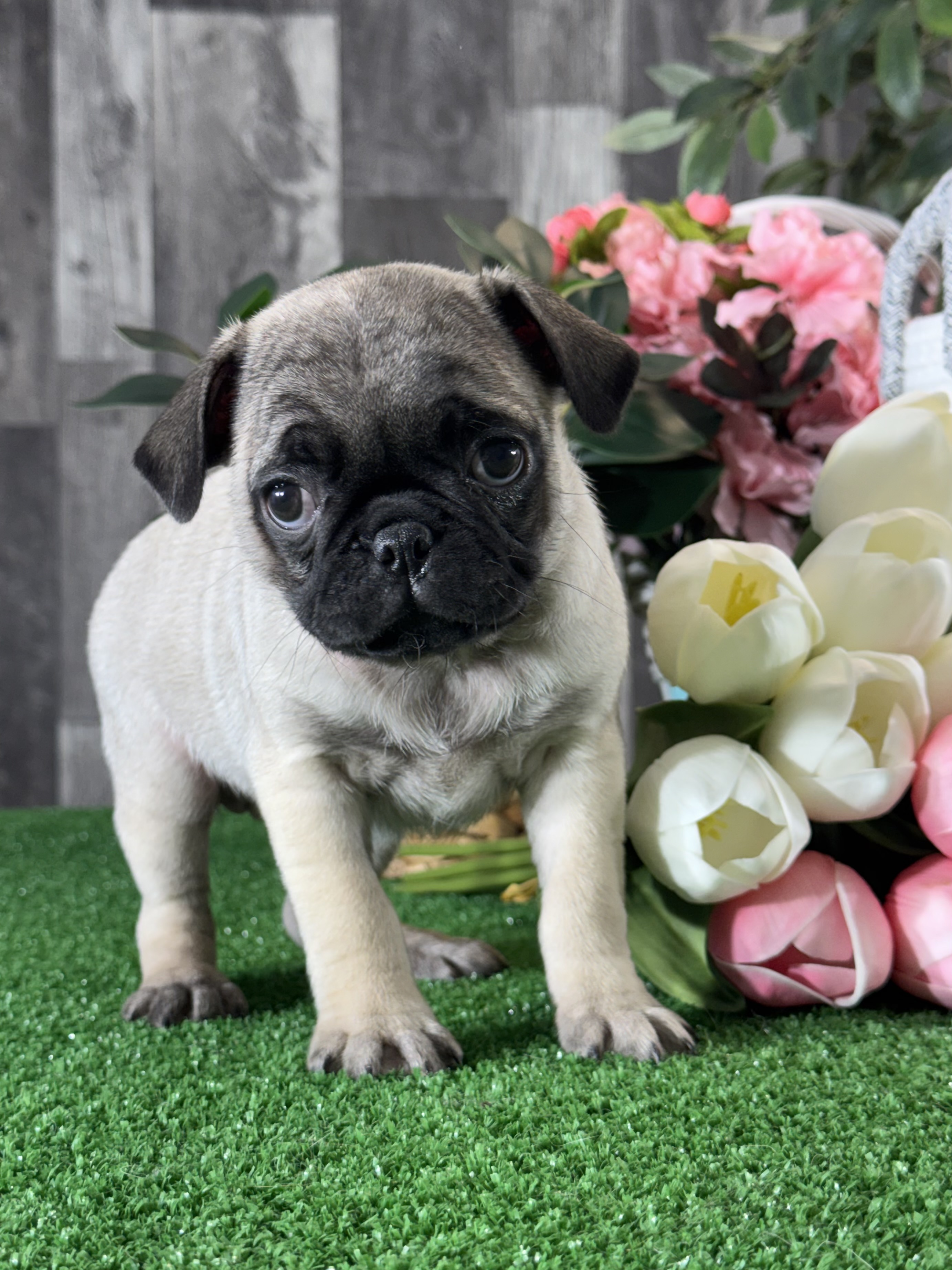 puppy photo
