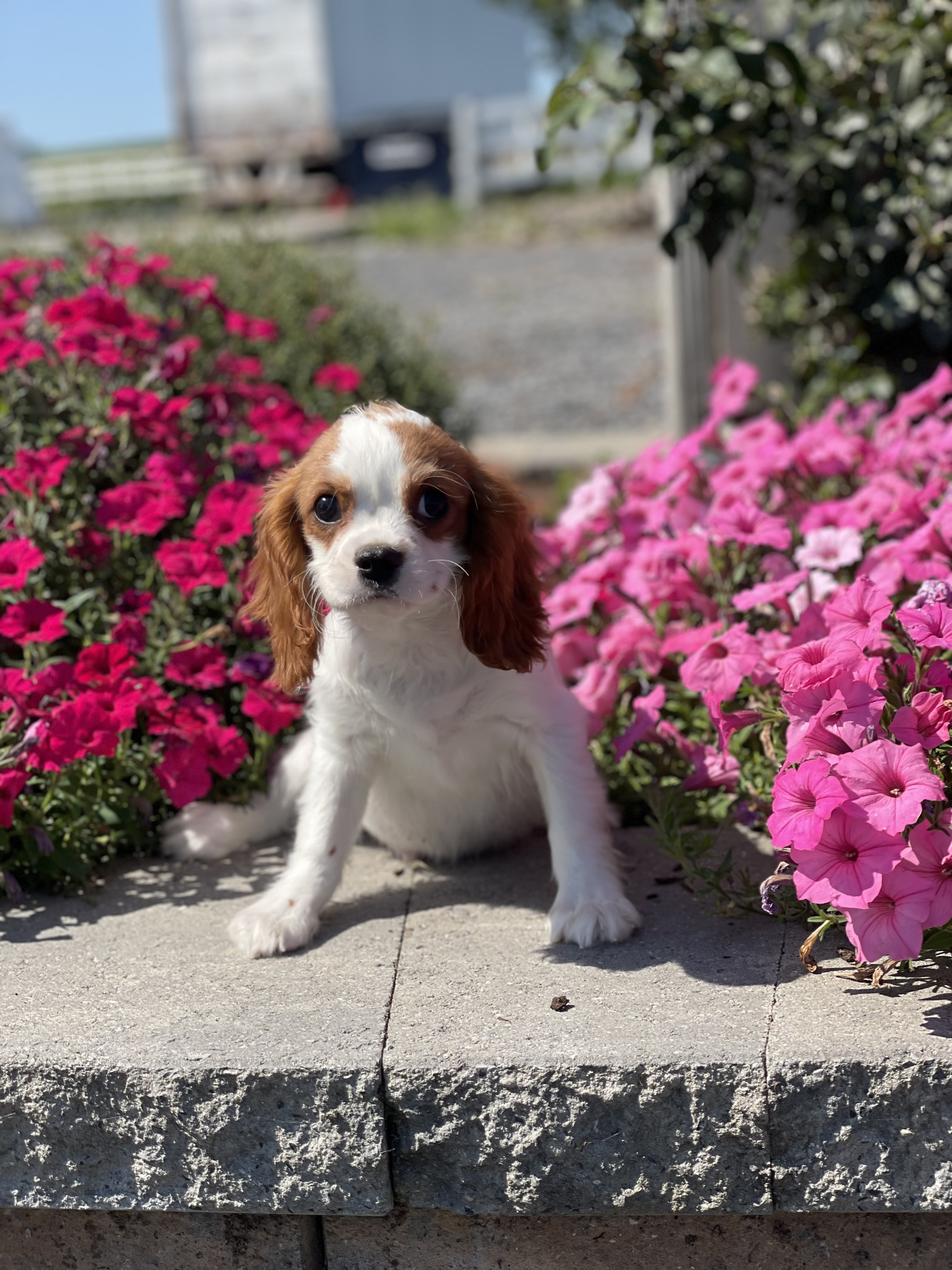 puppy, for, sale, Poodle, Curtis  Martin, dog, breeder, Seneca Falls, NY, dog-breeder, puppy-for-sale, forsale, nearby, find, puppyfind, locator, puppylocator, aca