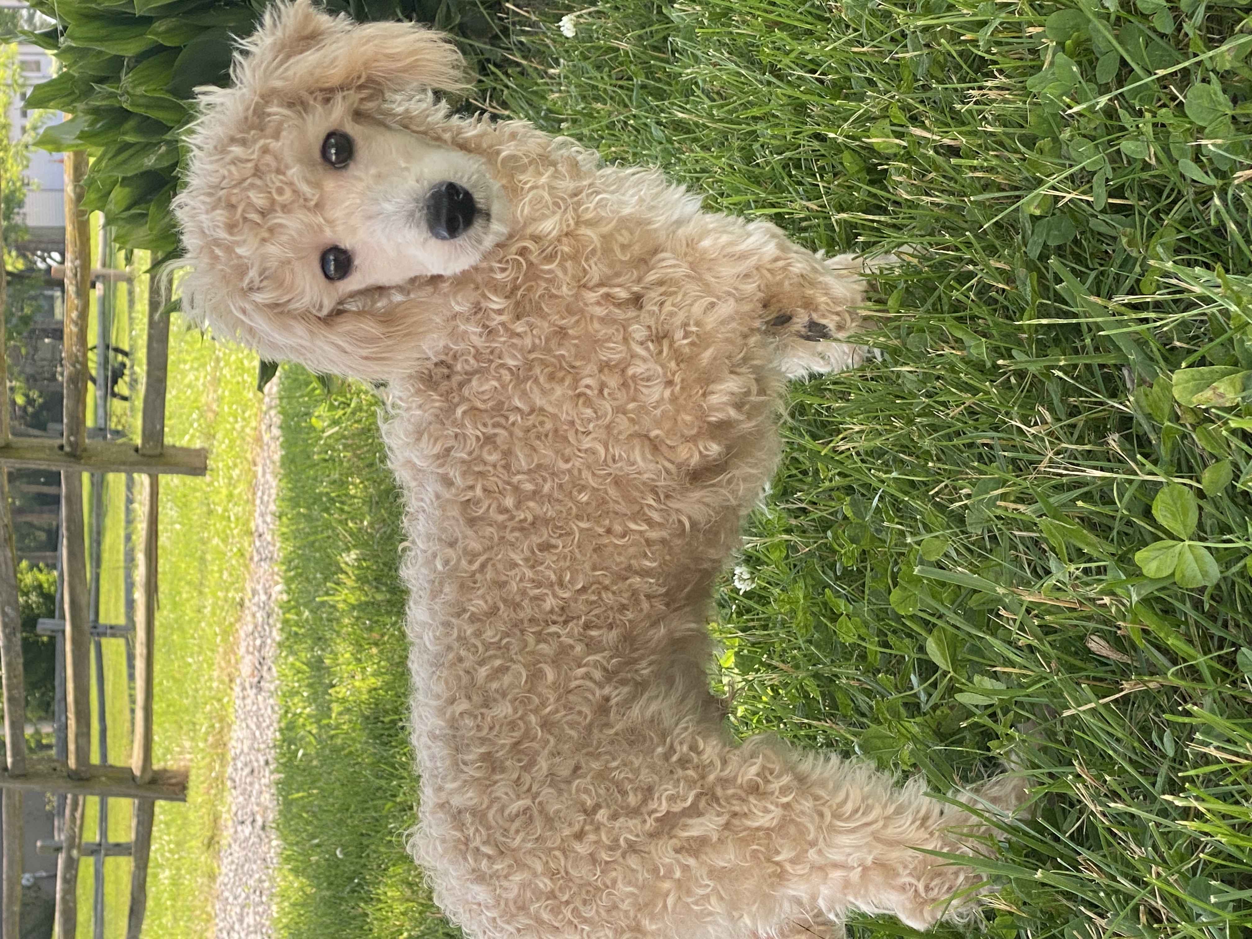 puppy, for, sale, Poodle, Curtis  Martin, dog, breeder, Seneca Falls, NY, dog-breeder, puppy-for-sale, forsale, nearby, find, puppyfind, locator, puppylocator, aca