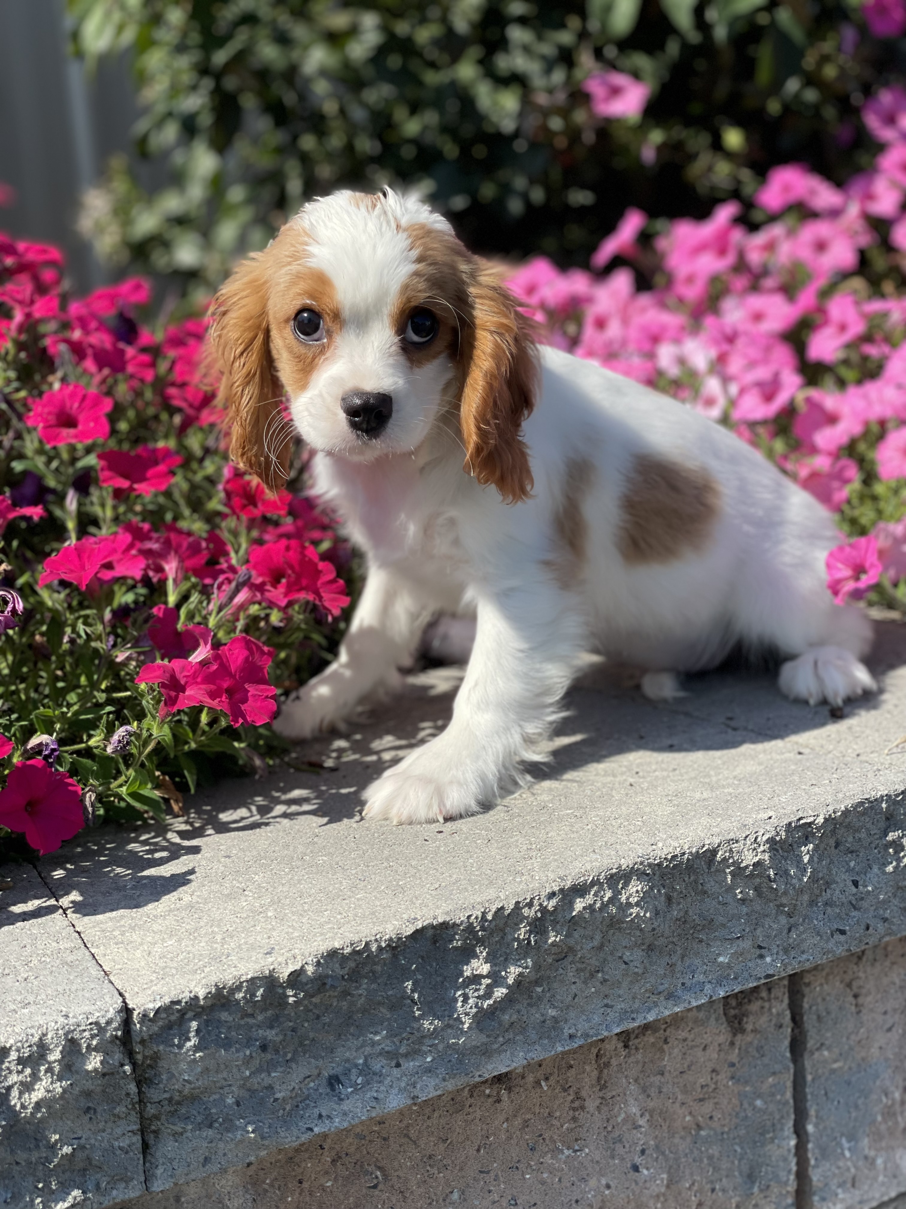 puppy, for, sale, Miniature Schnauzer, Curtis  Martin, dog, breeder, Seneca Falls, NY, dog-breeder, puppy-for-sale, forsale, nearby, find, puppyfind, locator, puppylocator, aca