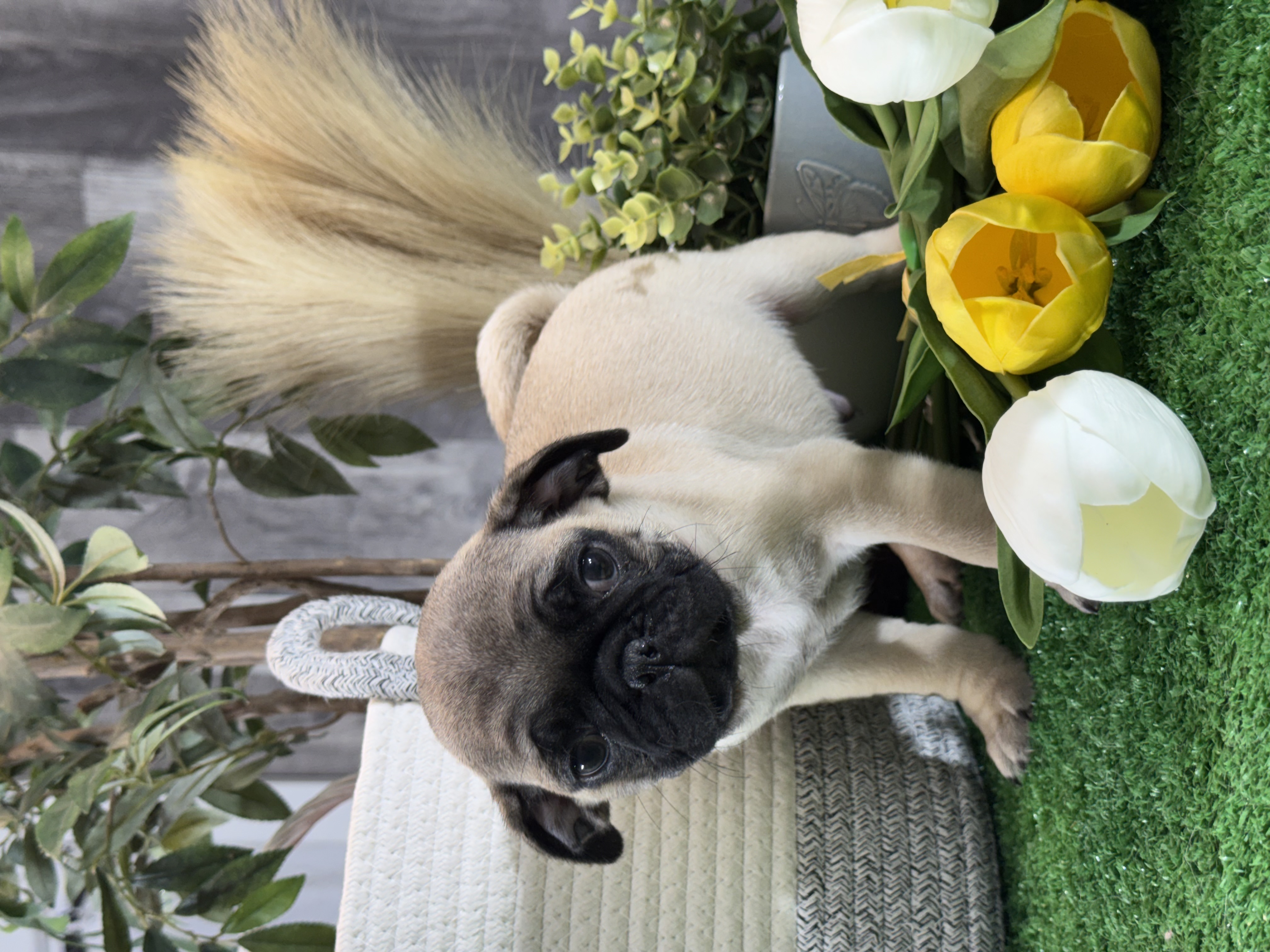 puppy photo