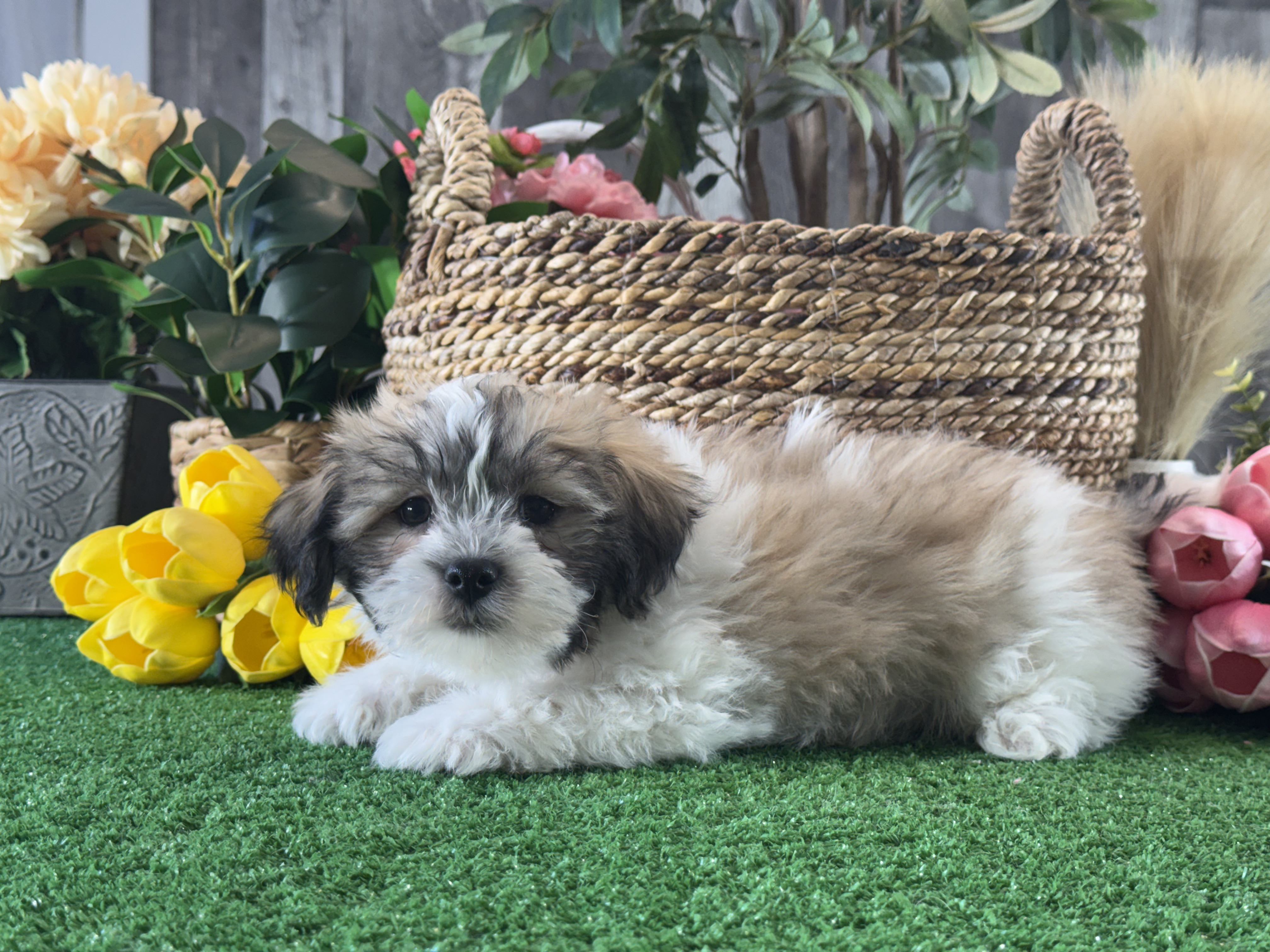 puppy photo