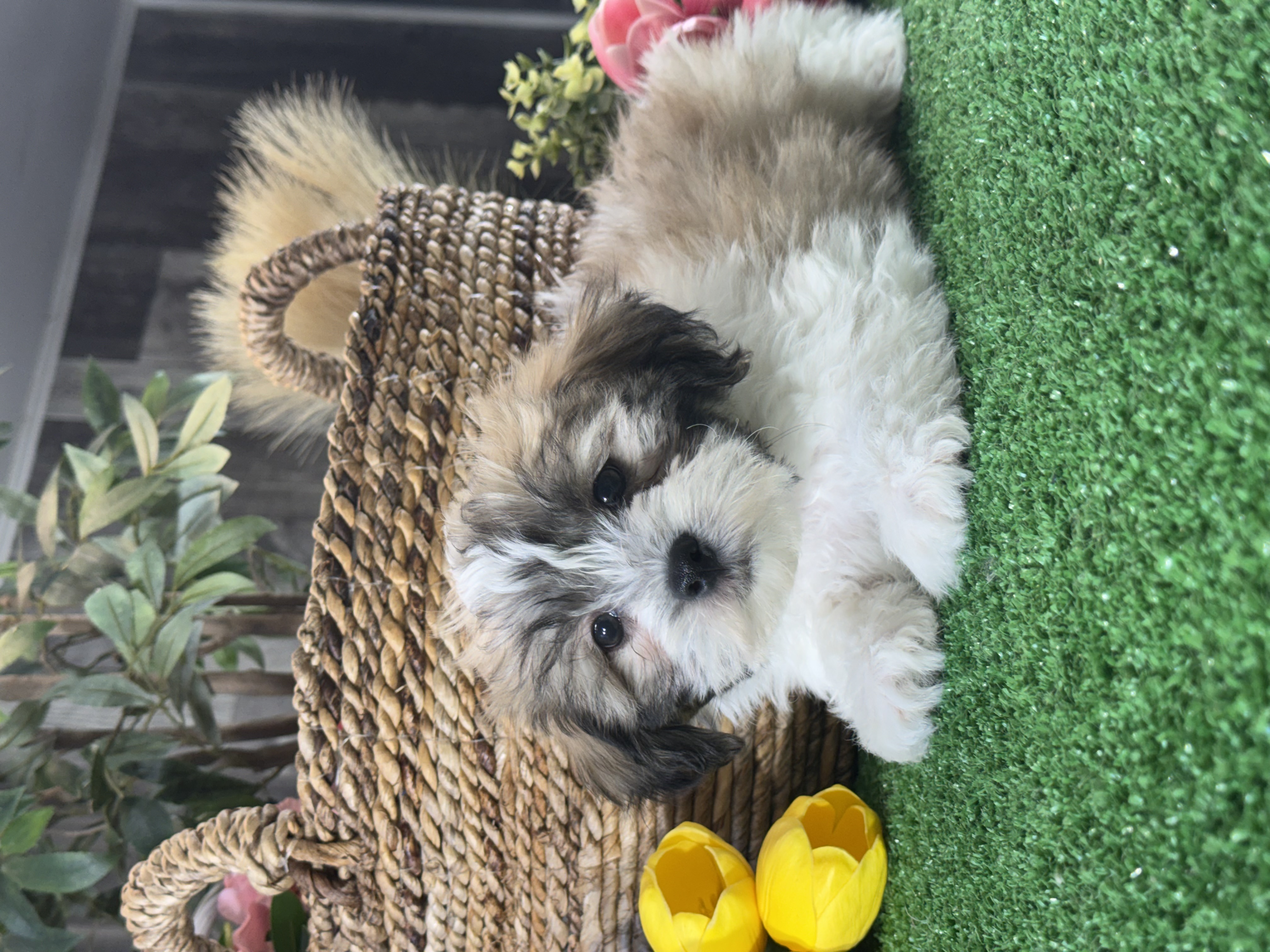 puppy photo