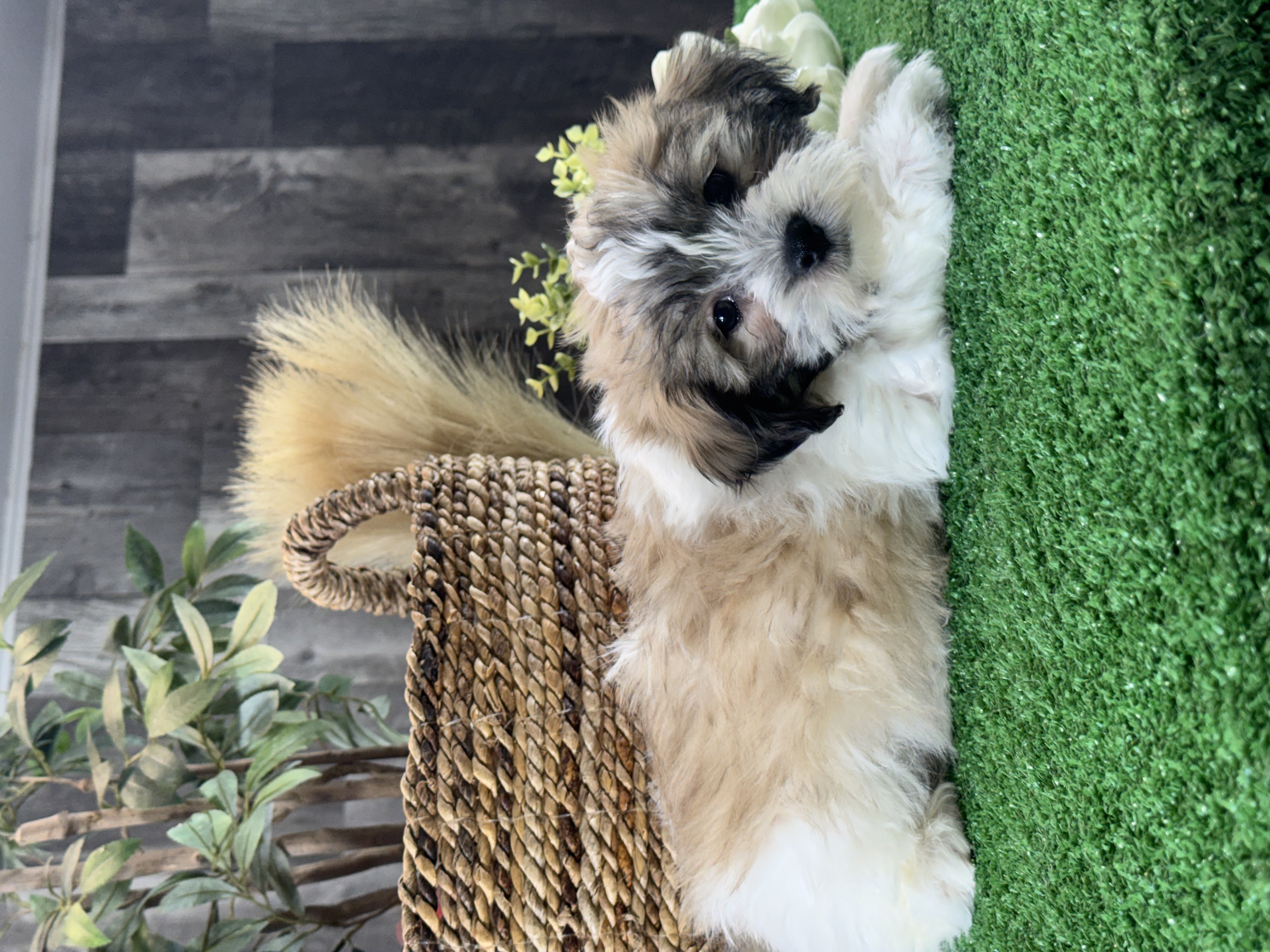 puppy photo