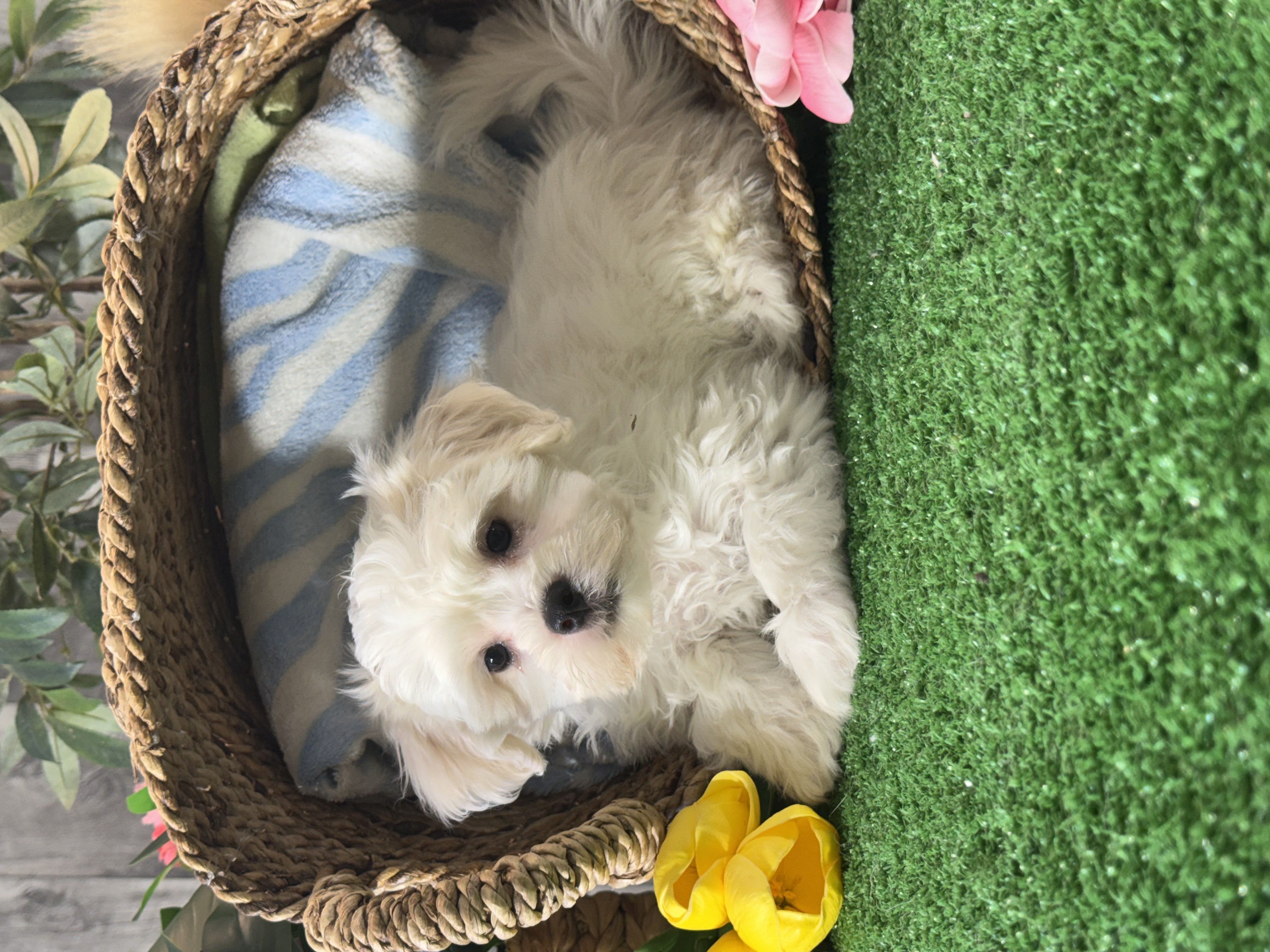 puppy photo
