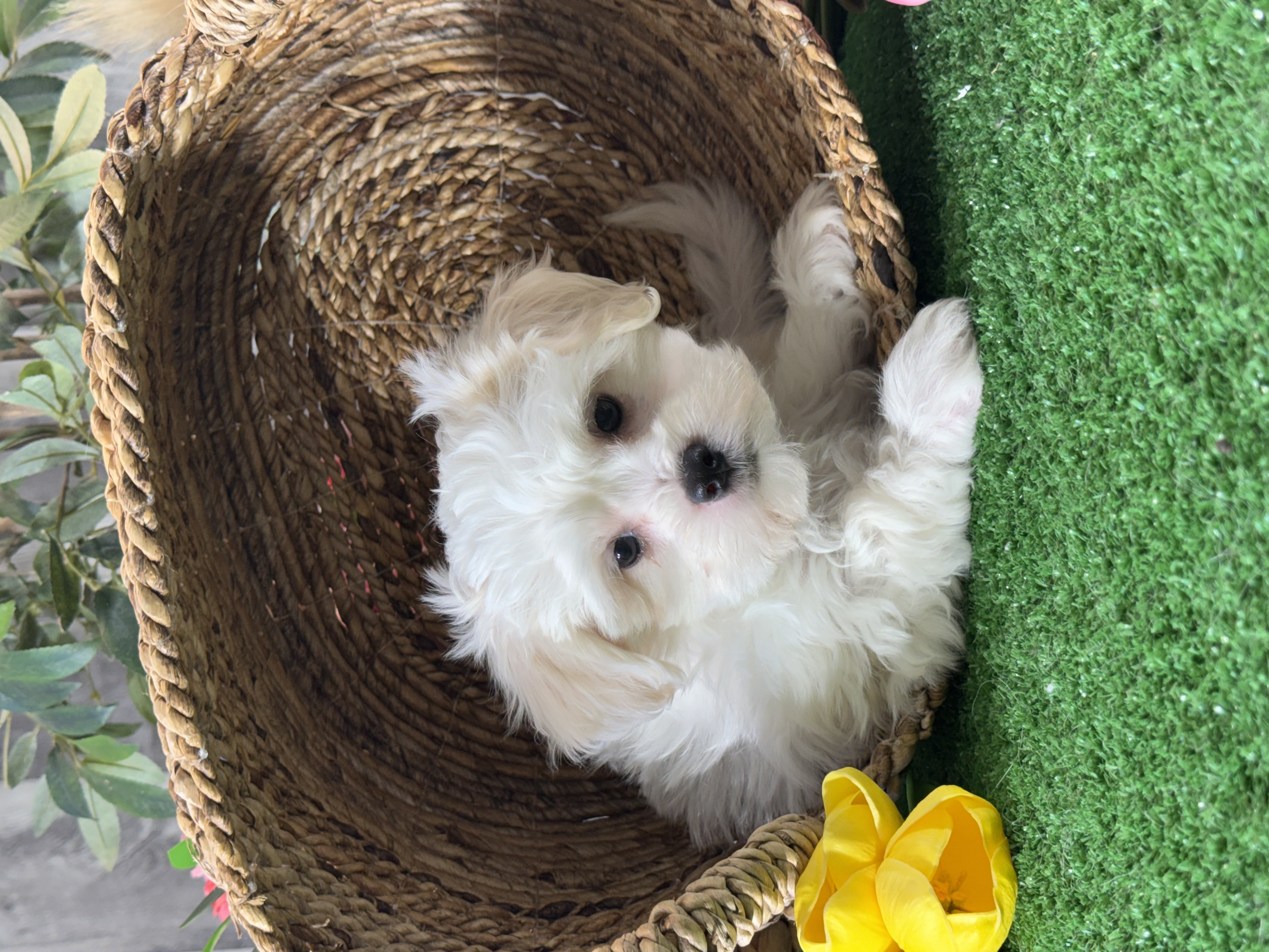 puppy photo