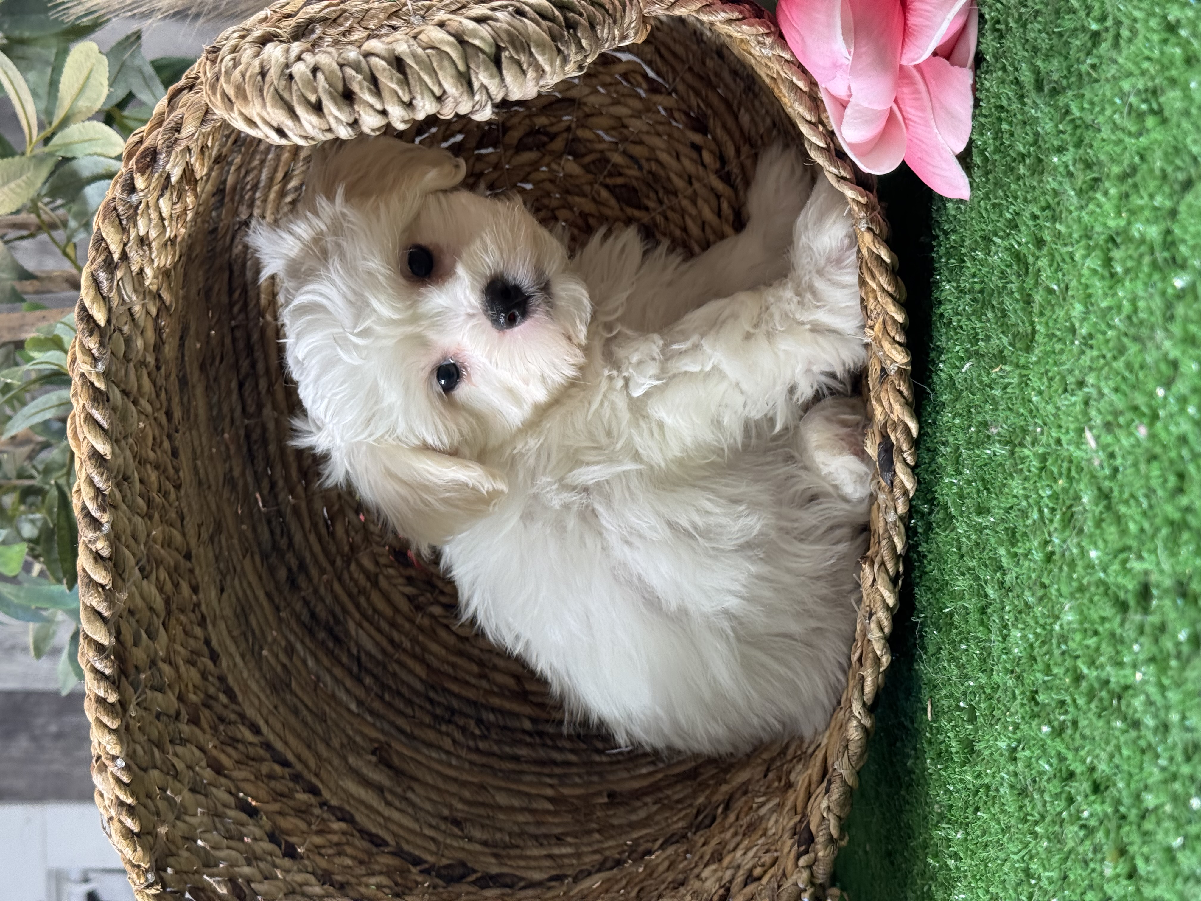 puppy photo