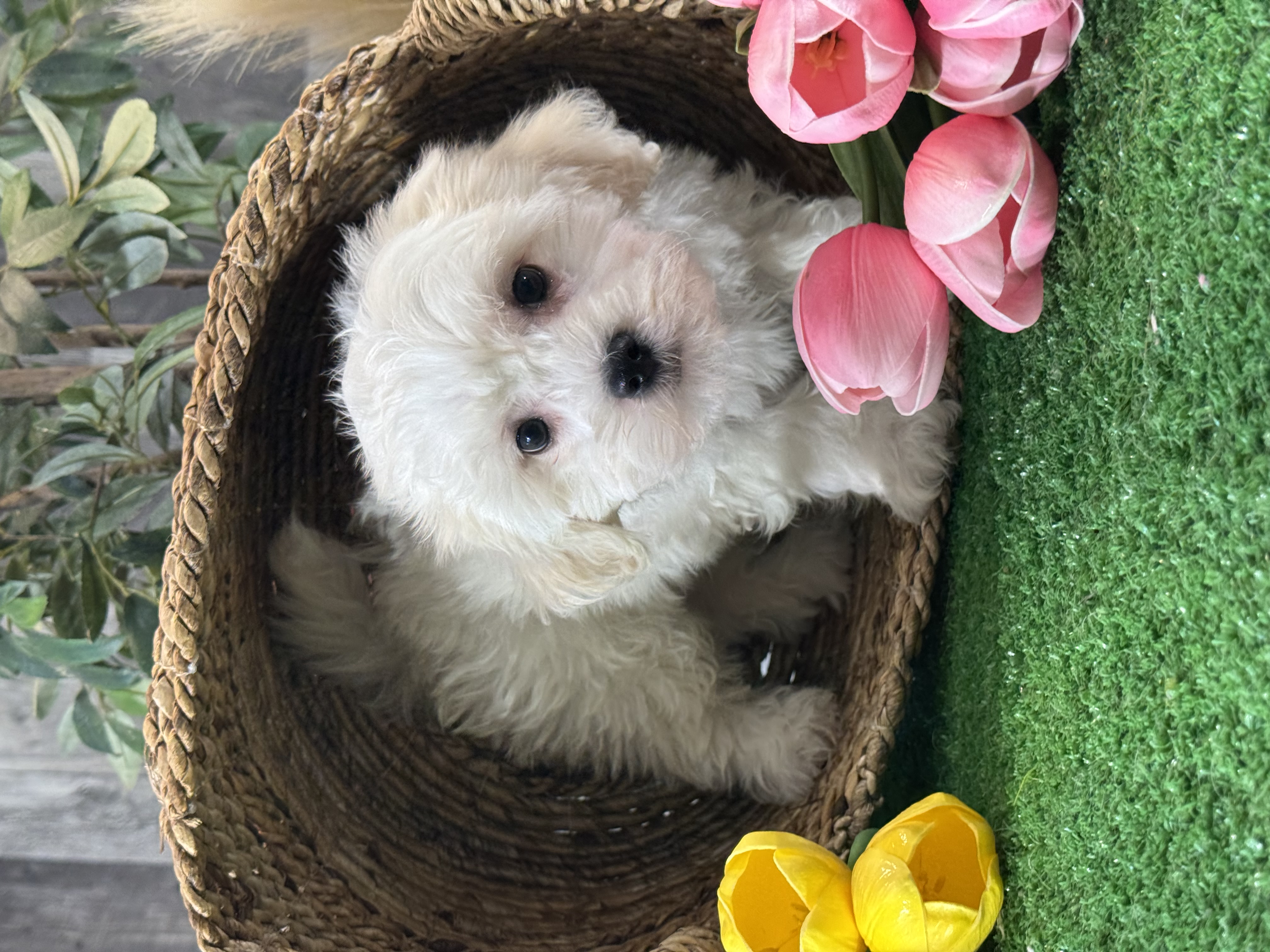 puppy photo