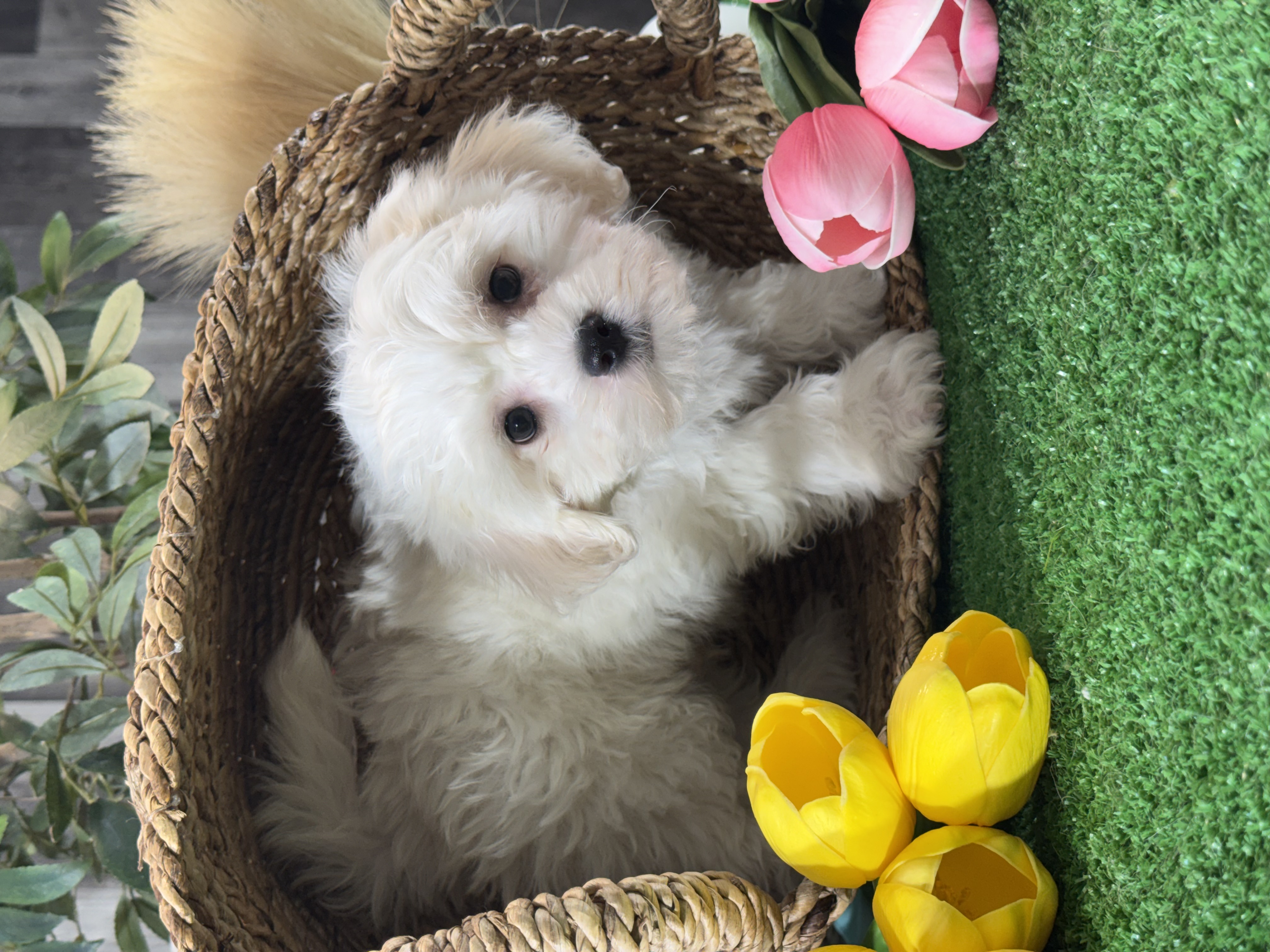 puppy photo