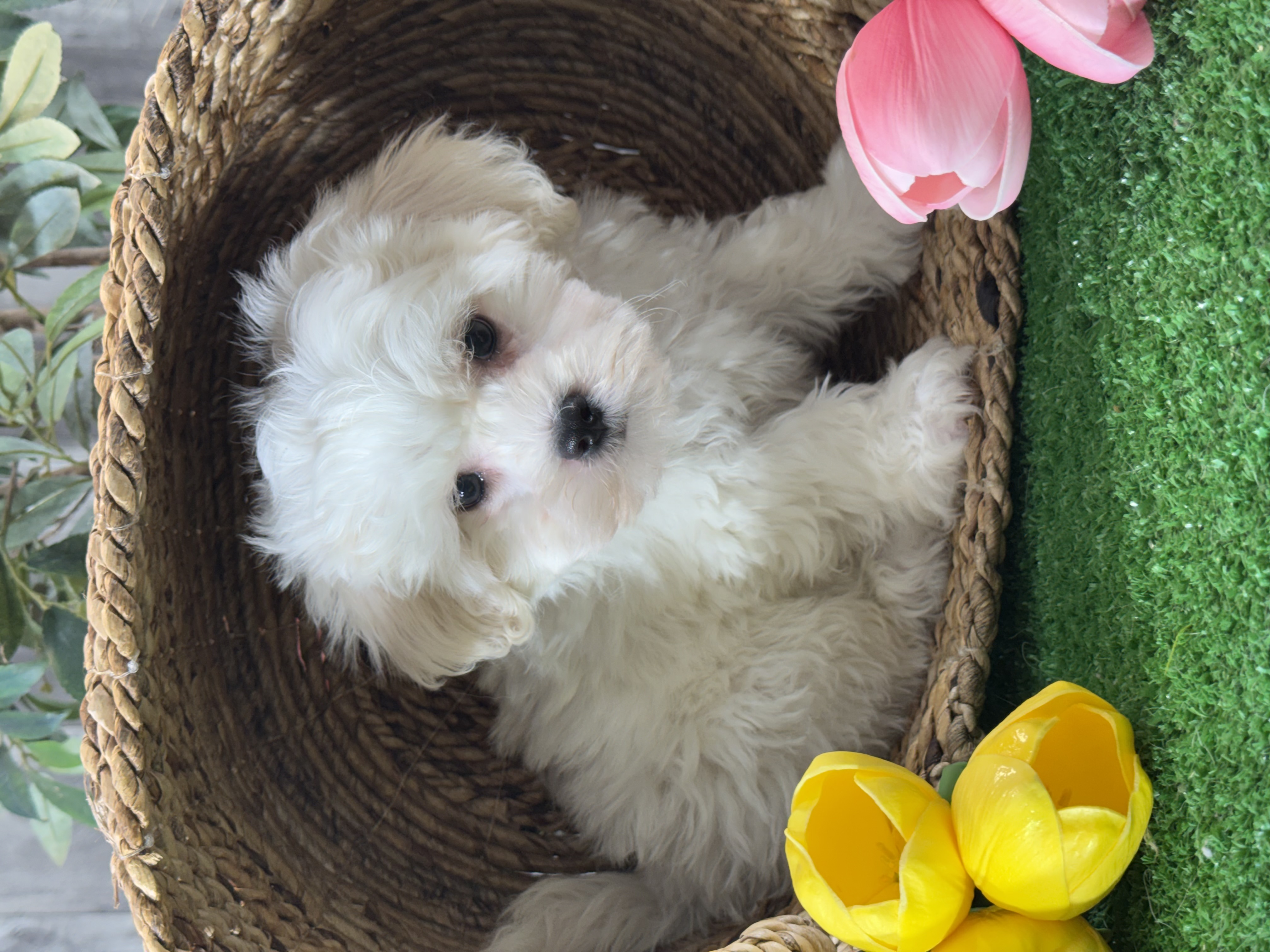 puppy photo