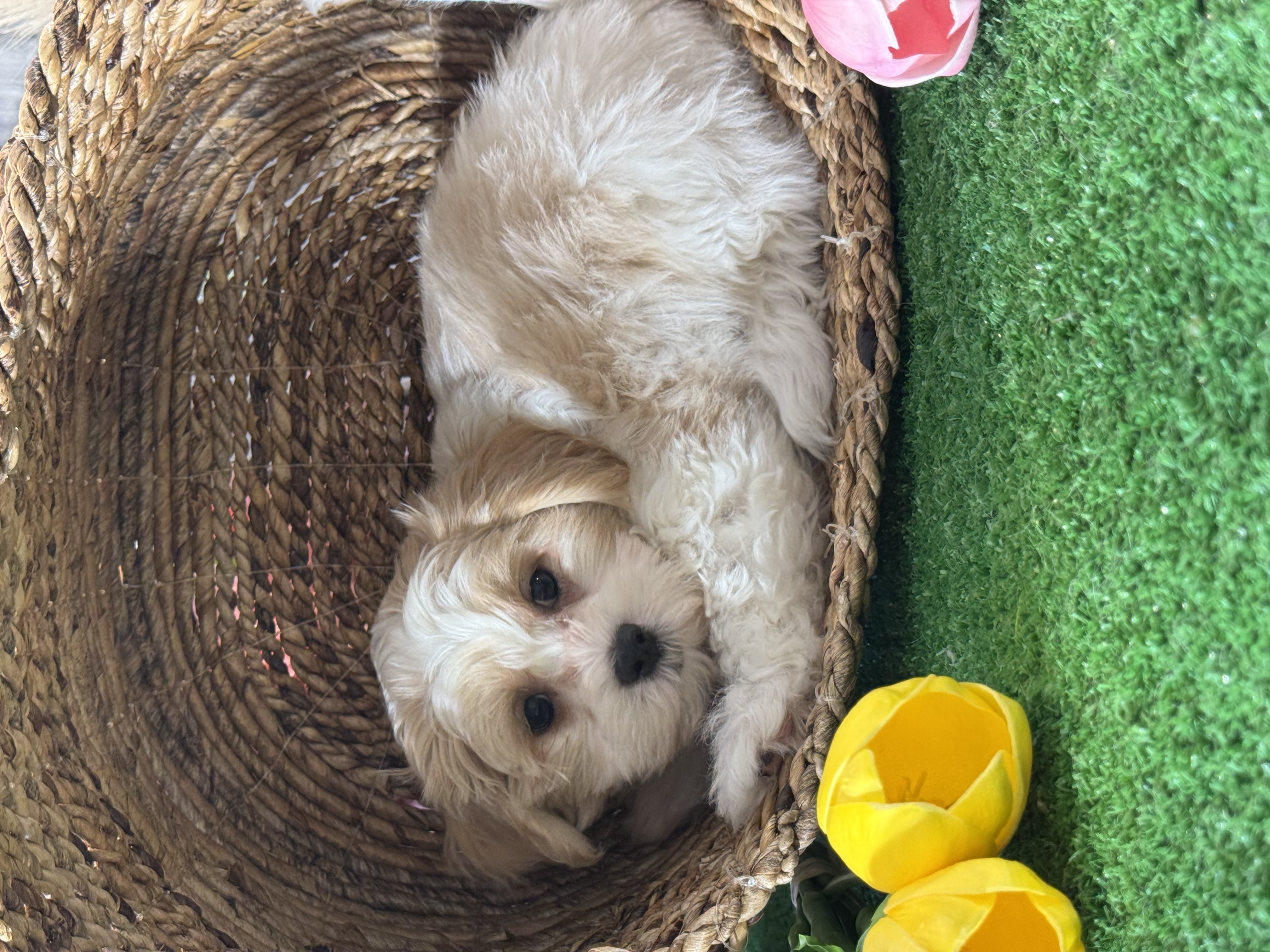 puppy photo