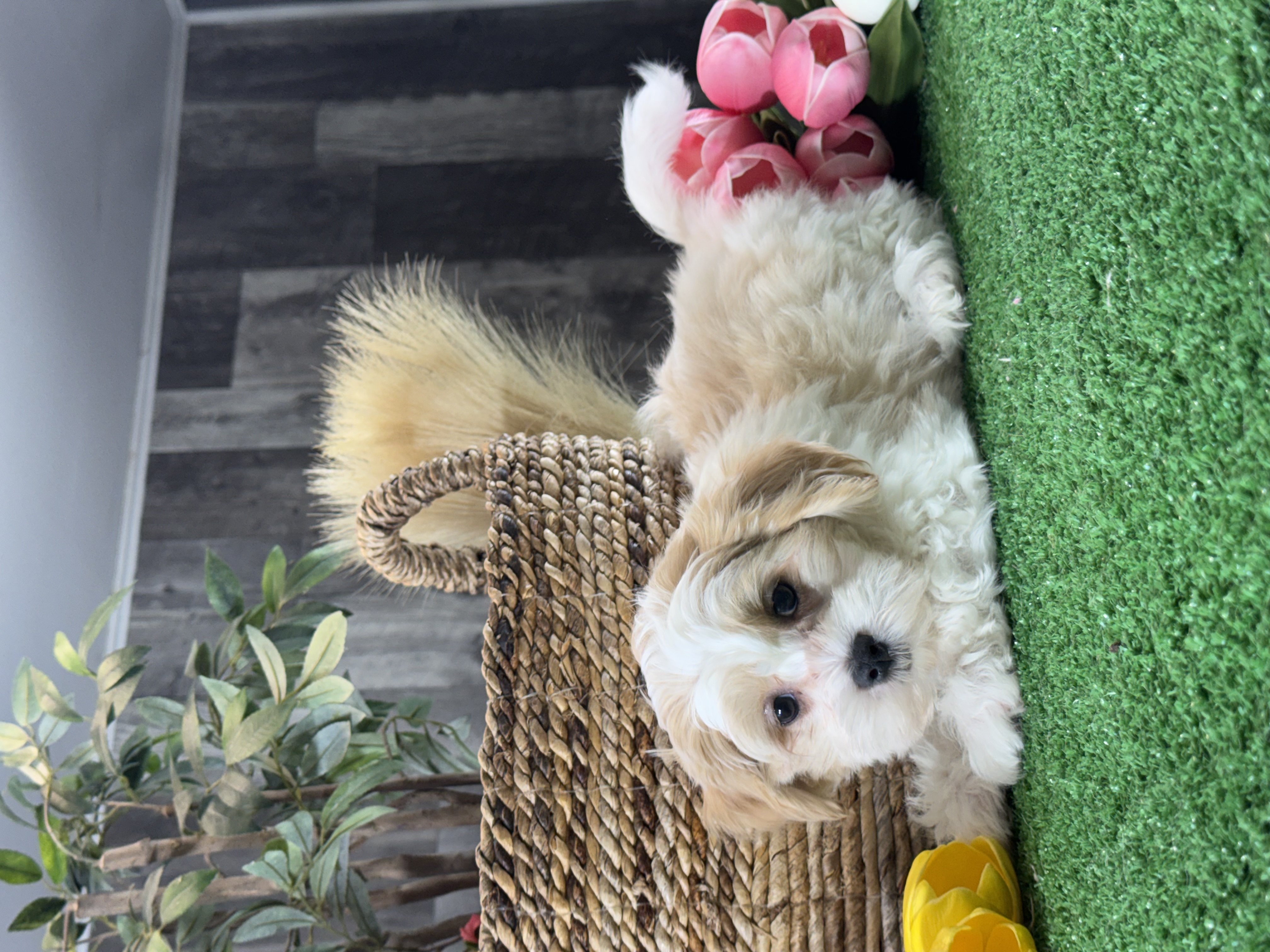 puppy photo