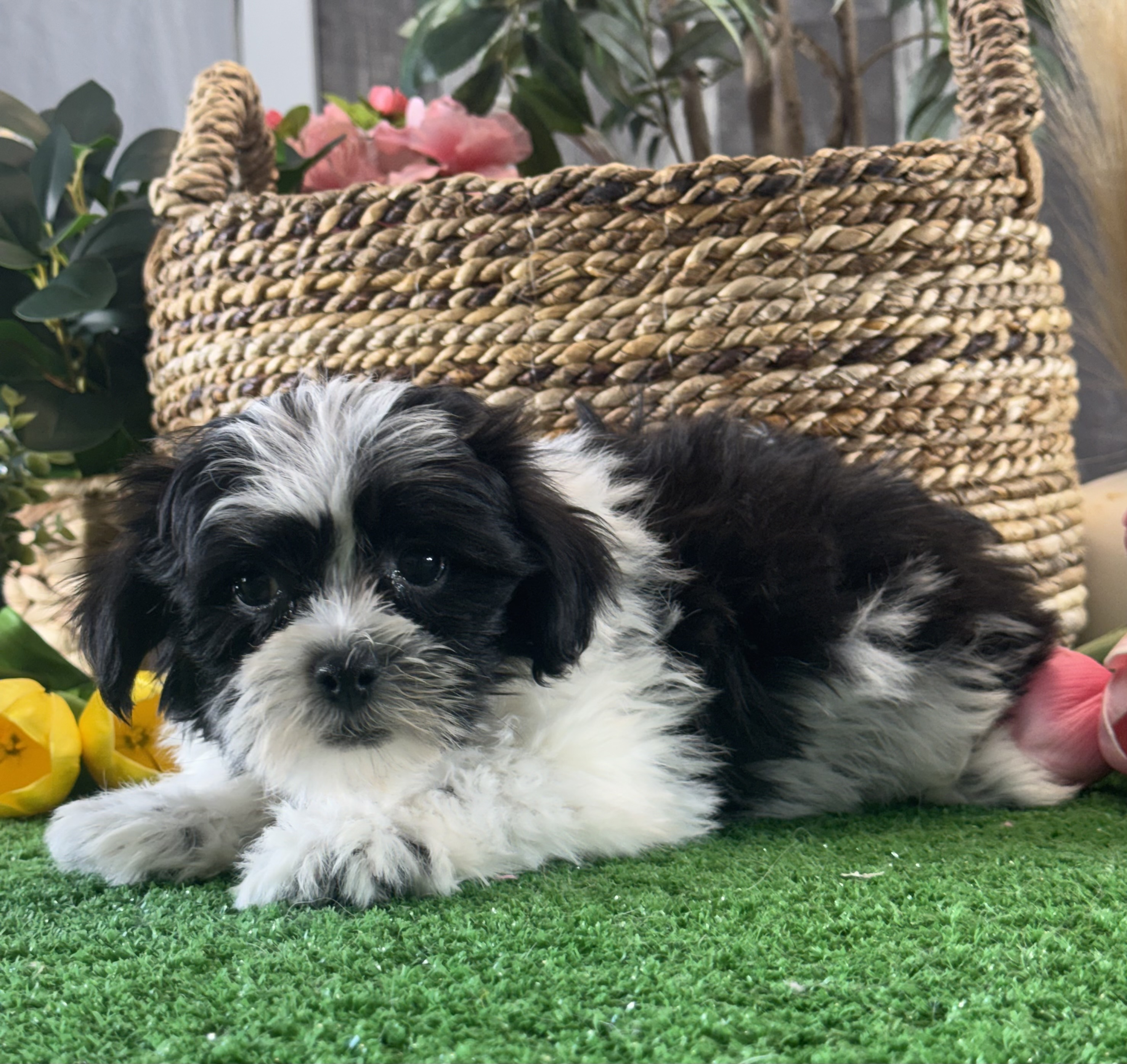 puppy photo