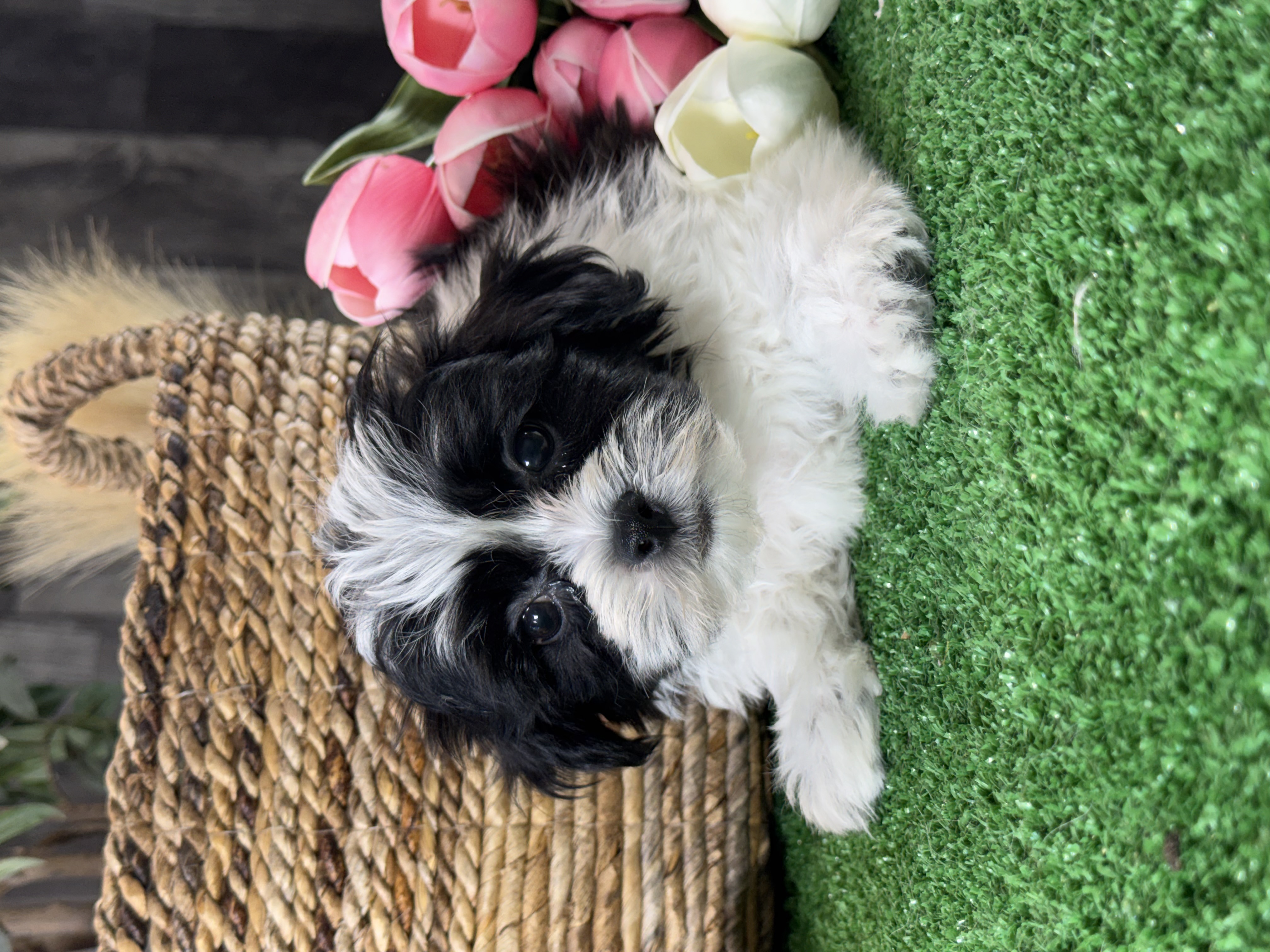 puppy photo