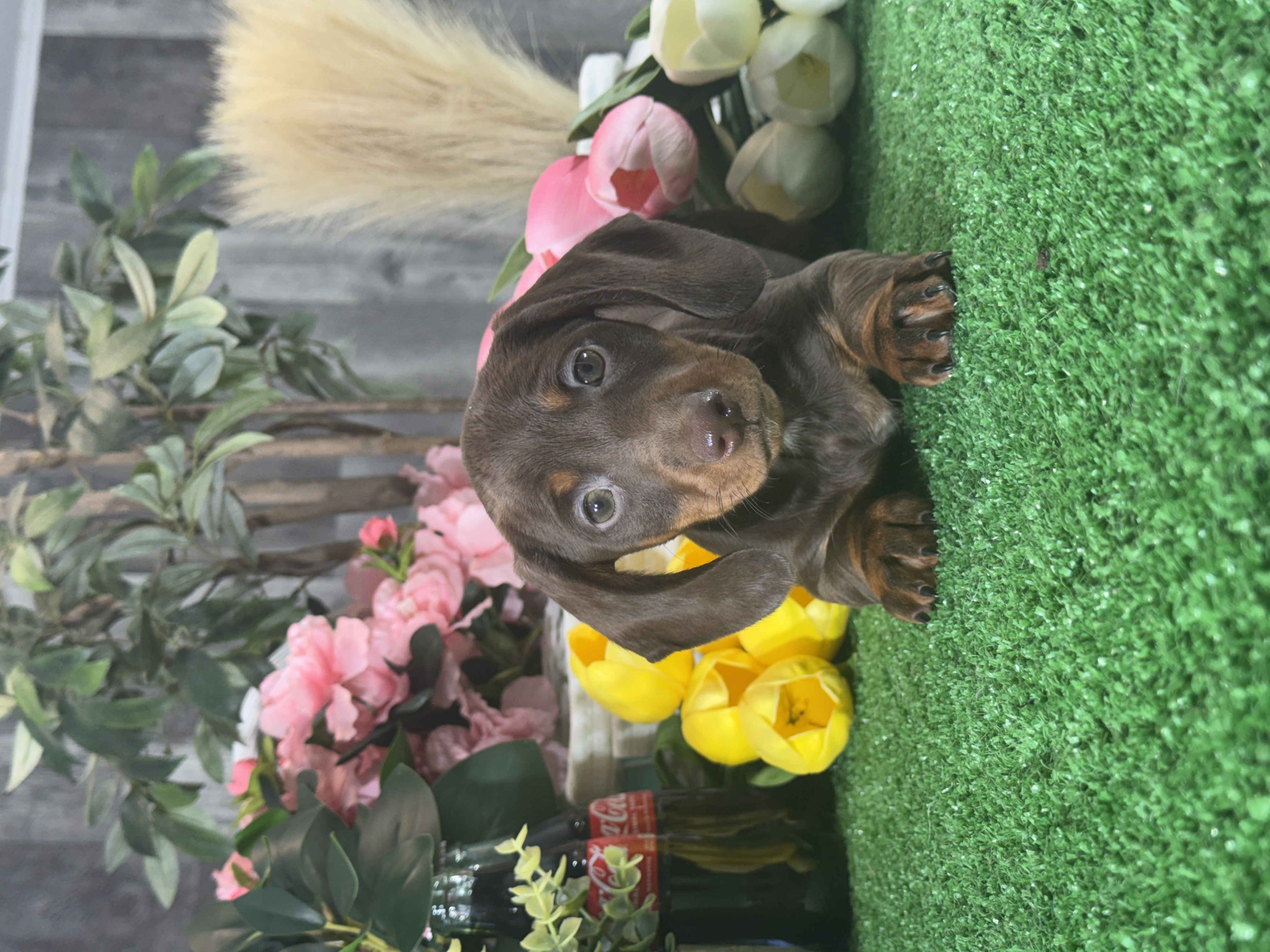 puppy photo