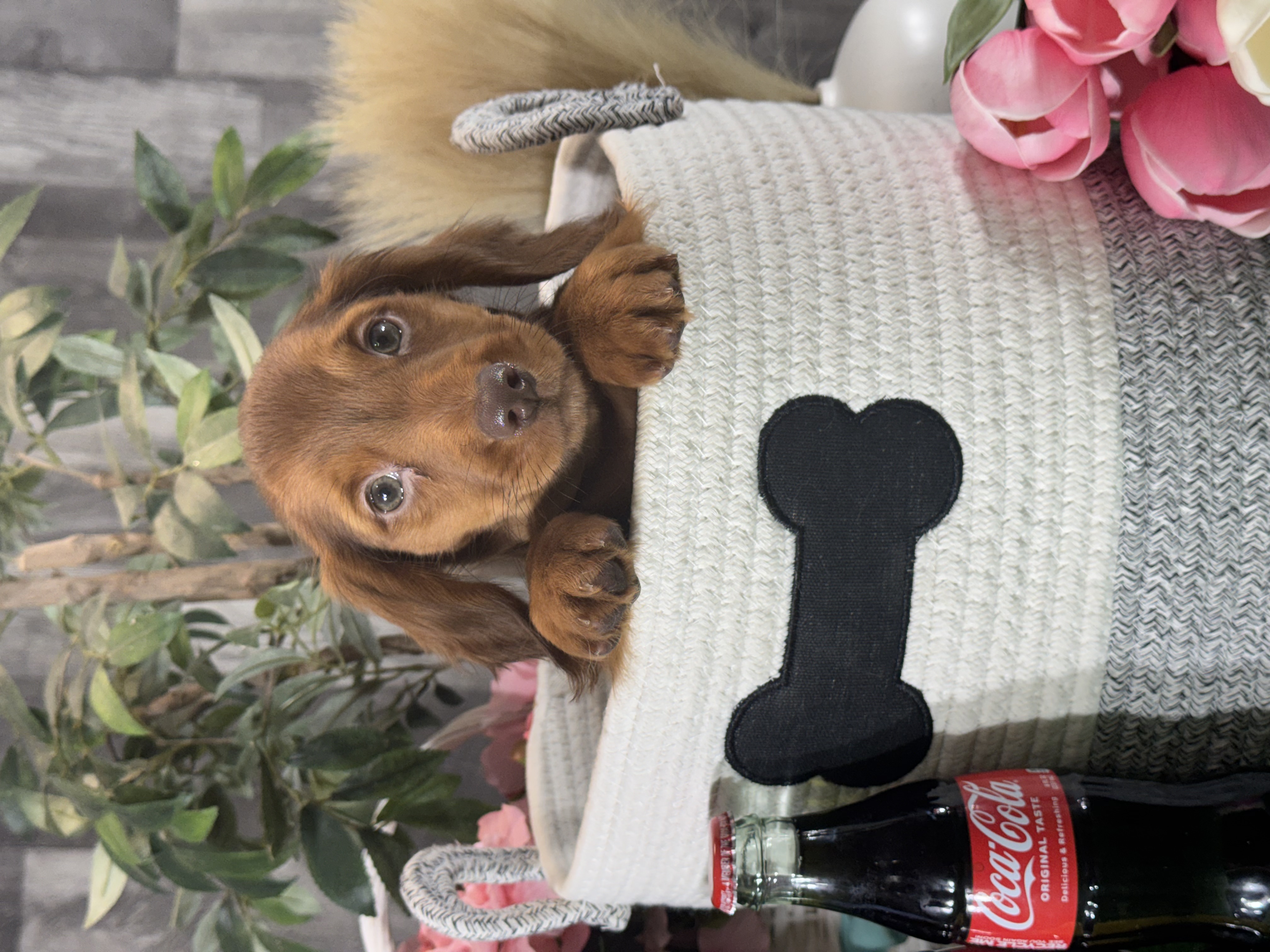 puppy photo