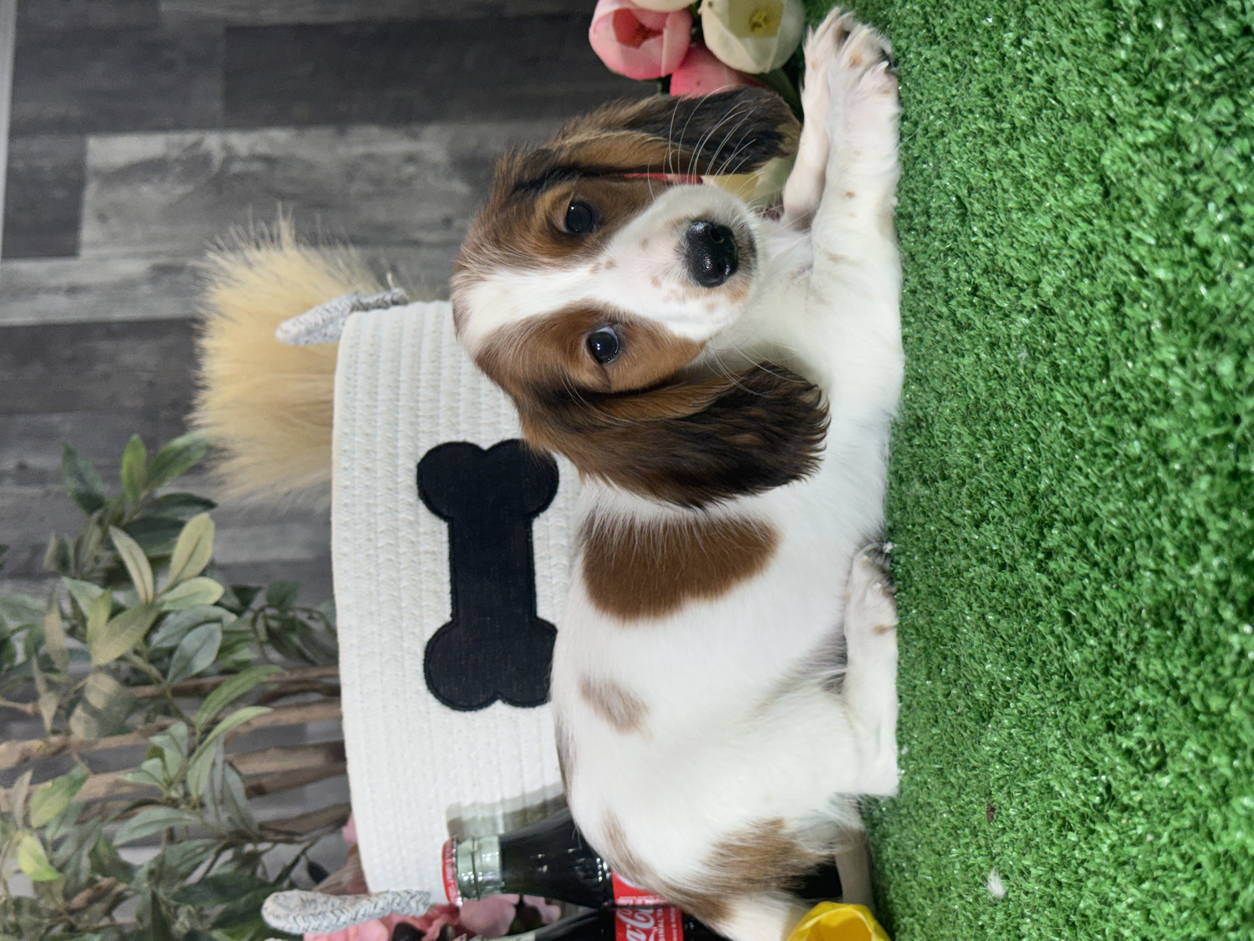 puppy photo