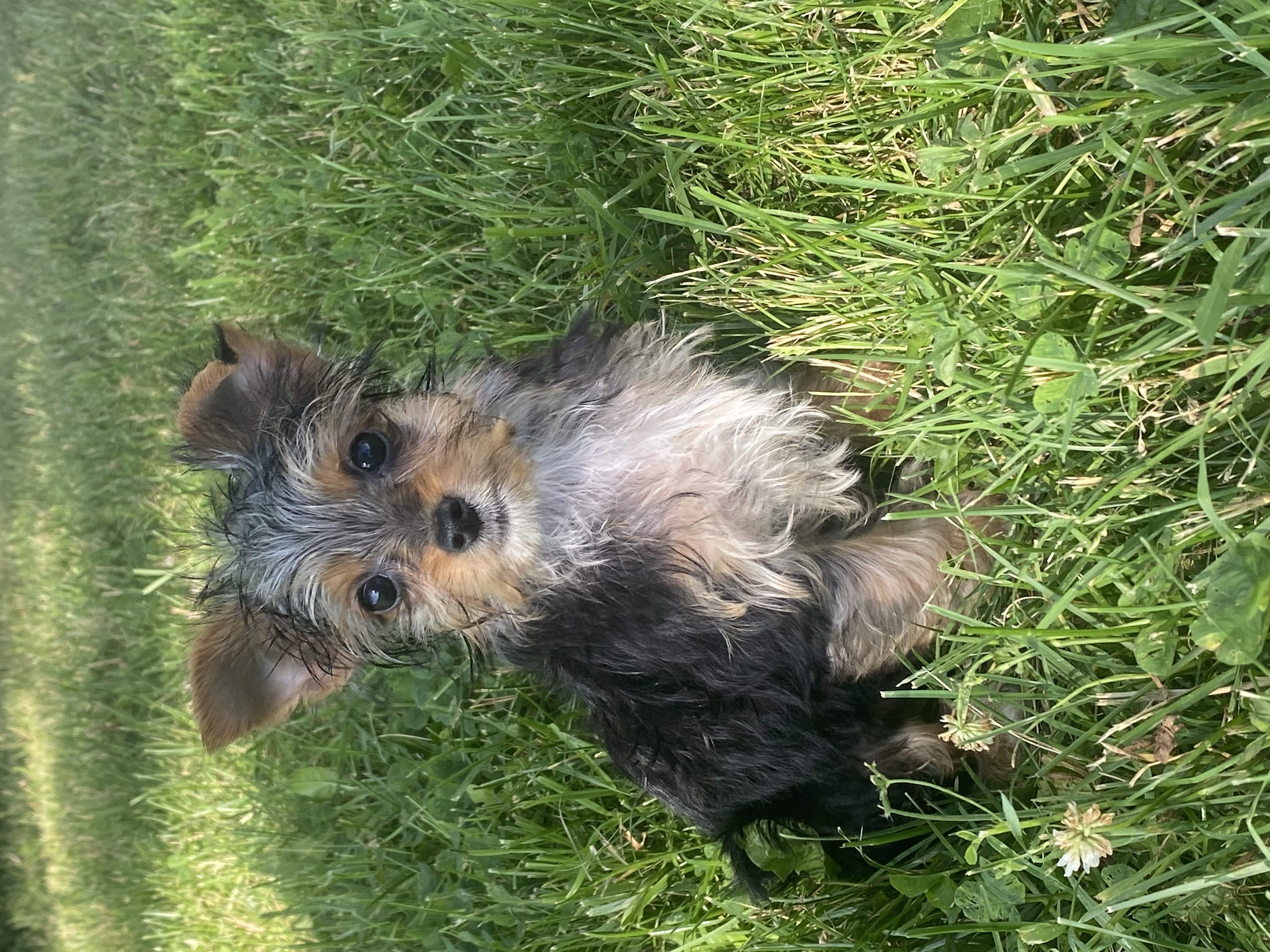 puppy, for, sale, Yorkshire Terrier, Curtis  Martin, dog, breeder, Seneca Falls, NY, dog-breeder, puppy-for-sale, forsale, nearby, find, puppyfind, locator, puppylocator, aca