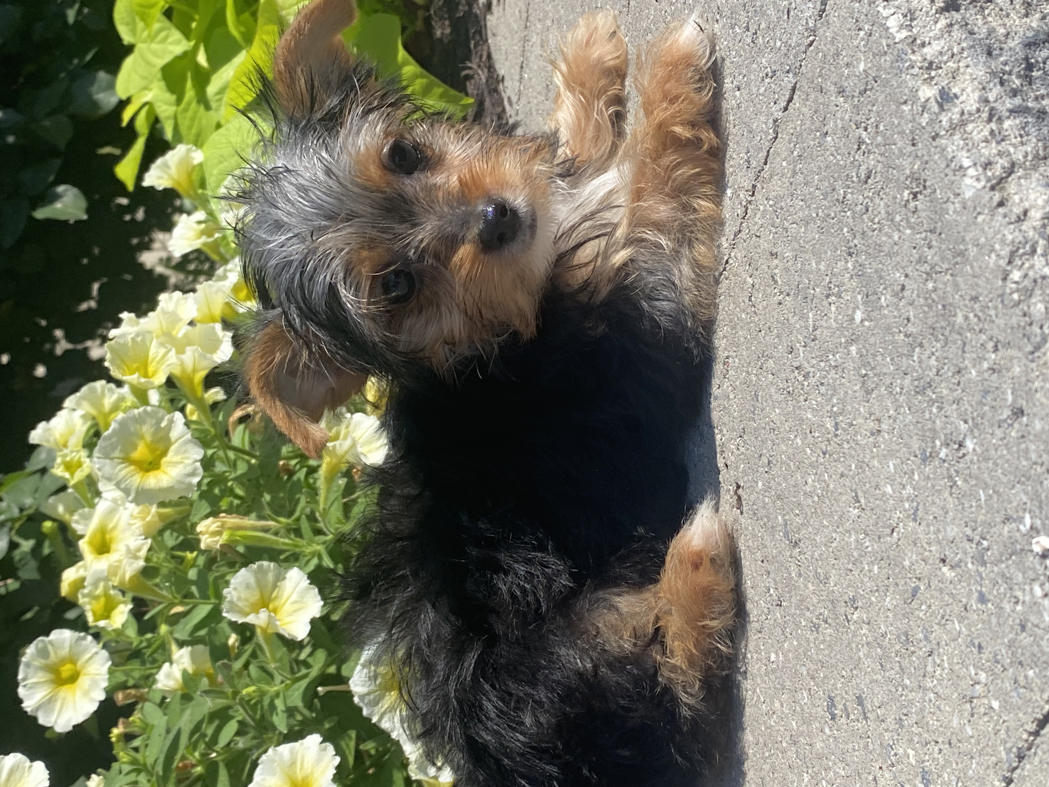 puppy, for, sale, Yorkshire Terrier, Curtis  Martin, dog, breeder, Seneca Falls, NY, dog-breeder, puppy-for-sale, forsale, nearby, find, puppyfind, locator, puppylocator, aca