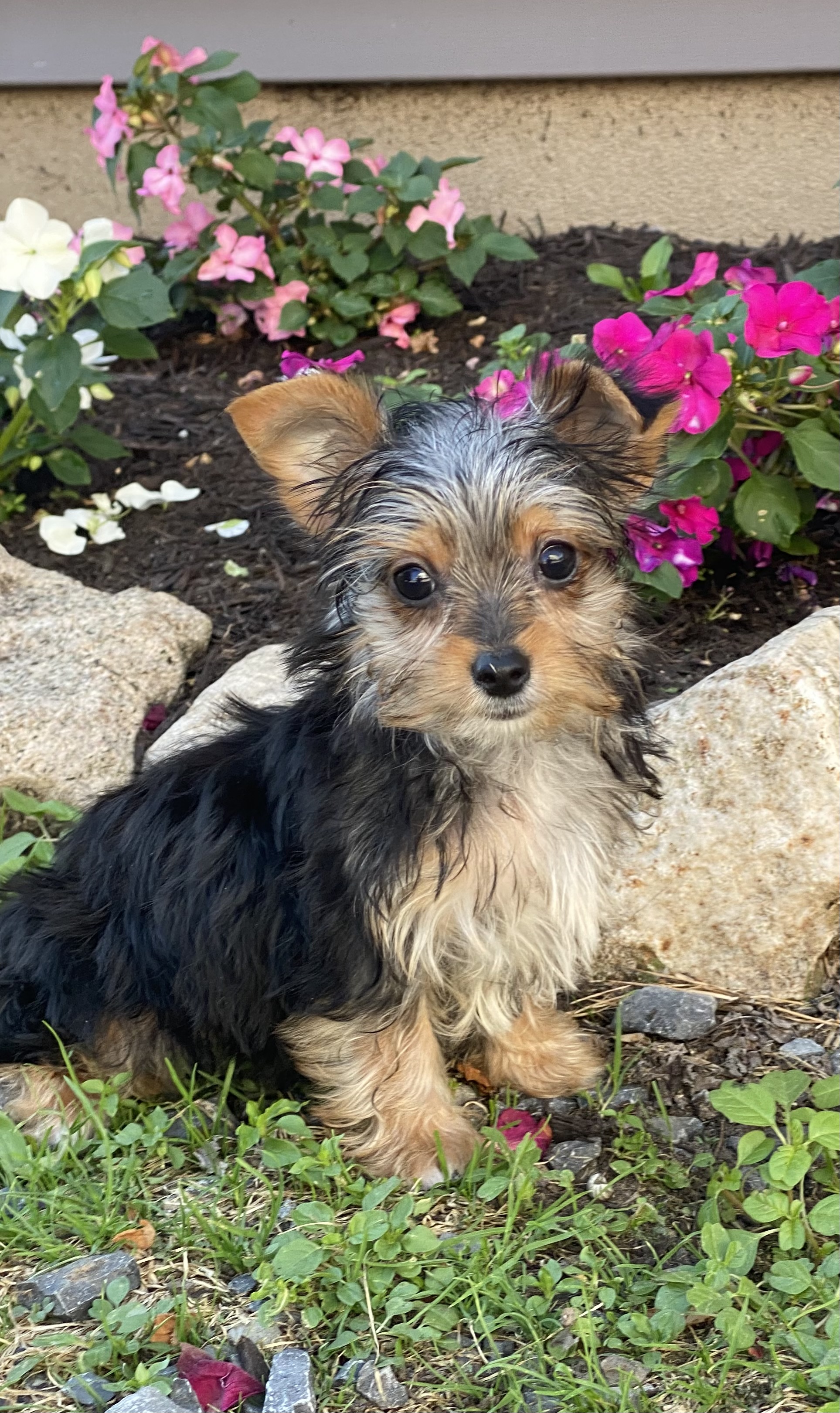 puppy, for, sale, Yorkshire Terrier, Curtis  Martin, dog, breeder, Seneca Falls, NY, dog-breeder, puppy-for-sale, forsale, nearby, find, puppyfind, locator, puppylocator, aca