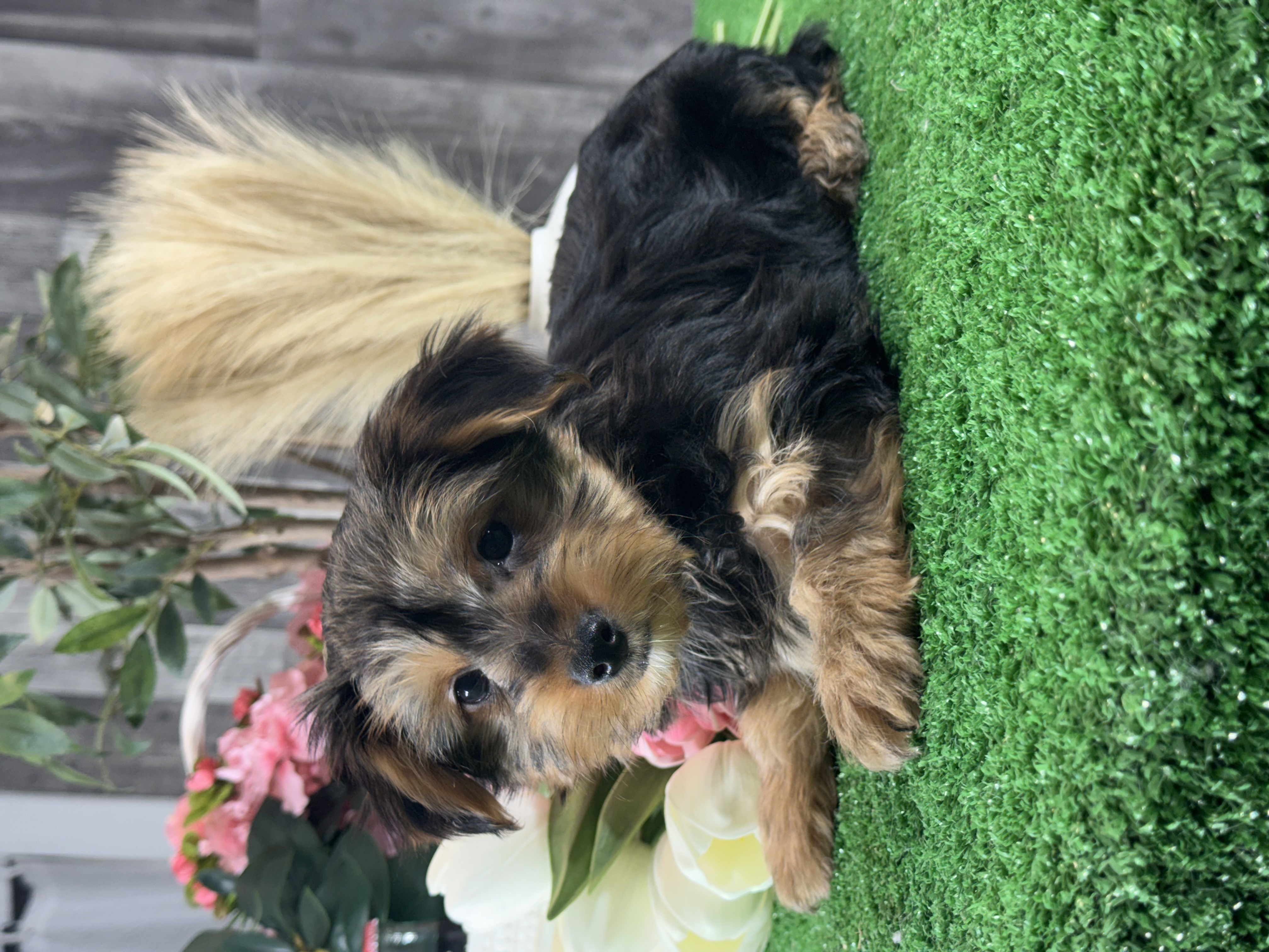 puppy photo