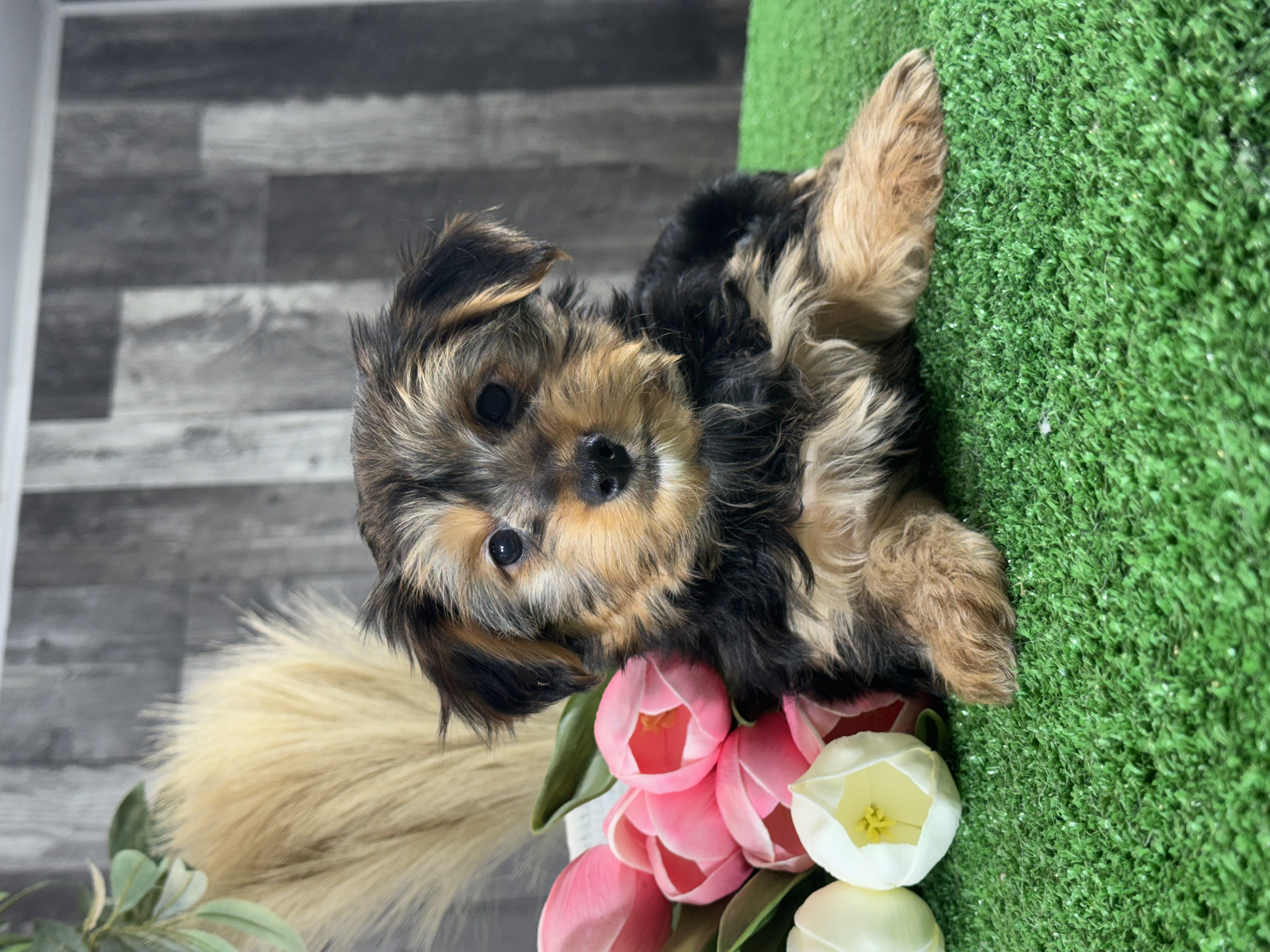 puppy photo