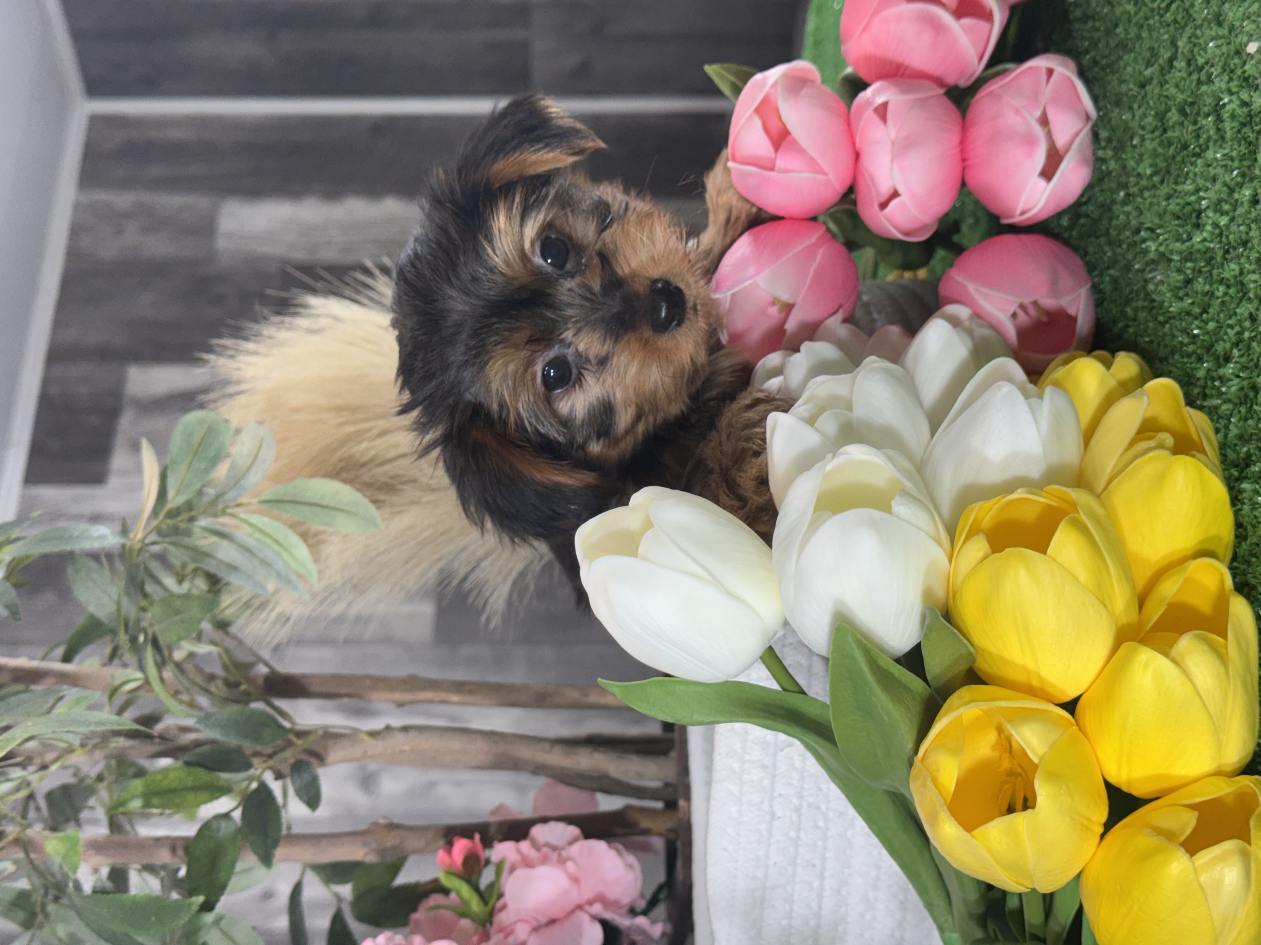 puppy photo