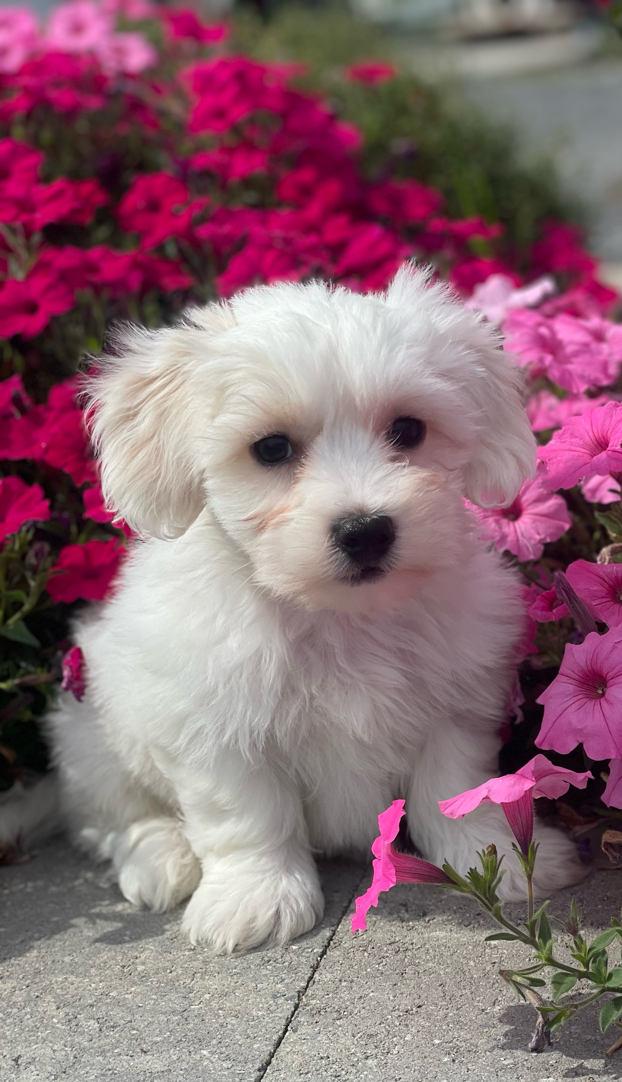 puppy photo
