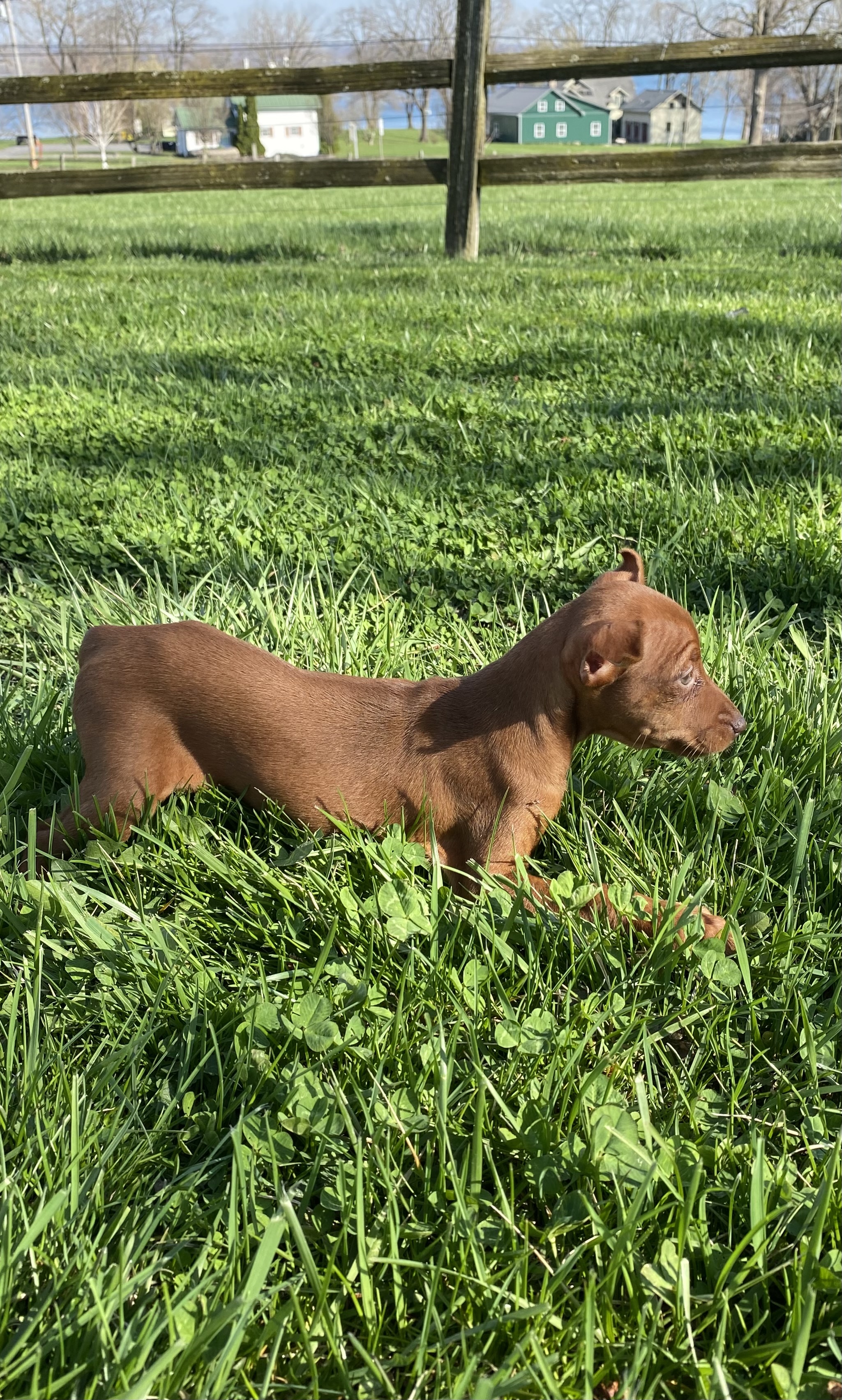 puppy, for, sale, Miniature Pinscher, Curtis  Martin, dog, breeder, Seneca Falls, NY, dog-breeder, puppy-for-sale, forsale, nearby, find, puppyfind, locator, puppylocator, aca