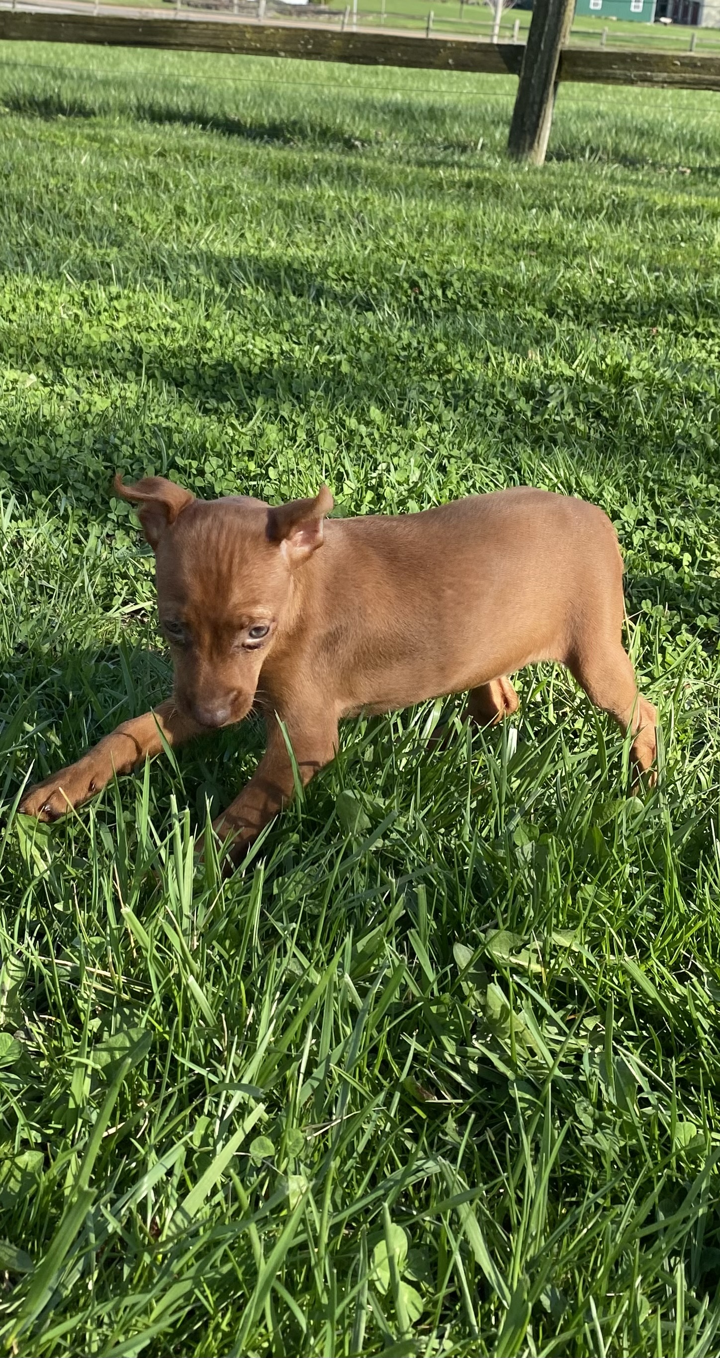 puppy, for, sale, Miniature Pinscher, Curtis  Martin, dog, breeder, Seneca Falls, NY, dog-breeder, puppy-for-sale, forsale, nearby, find, puppyfind, locator, puppylocator, aca