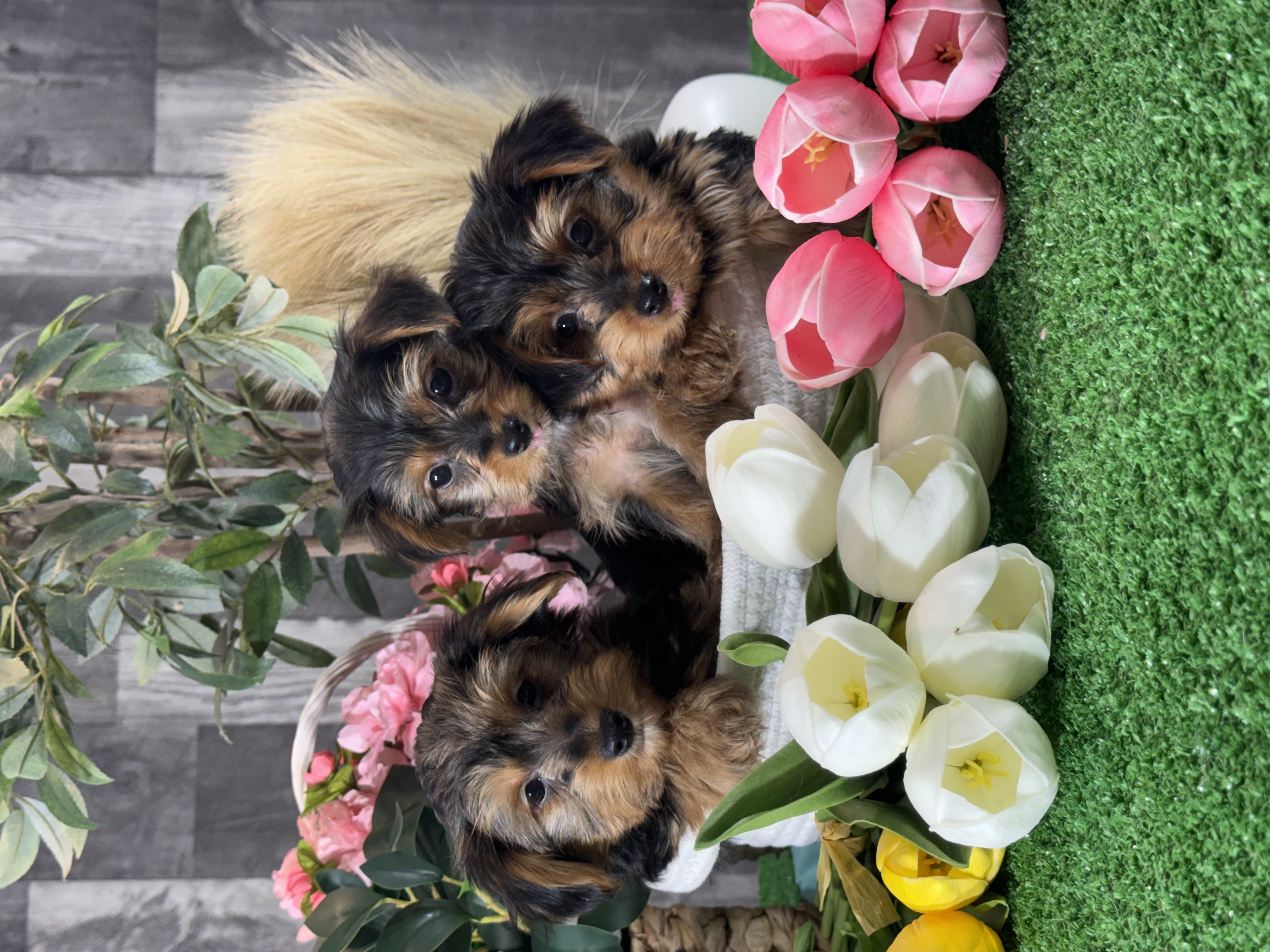 puppy photo