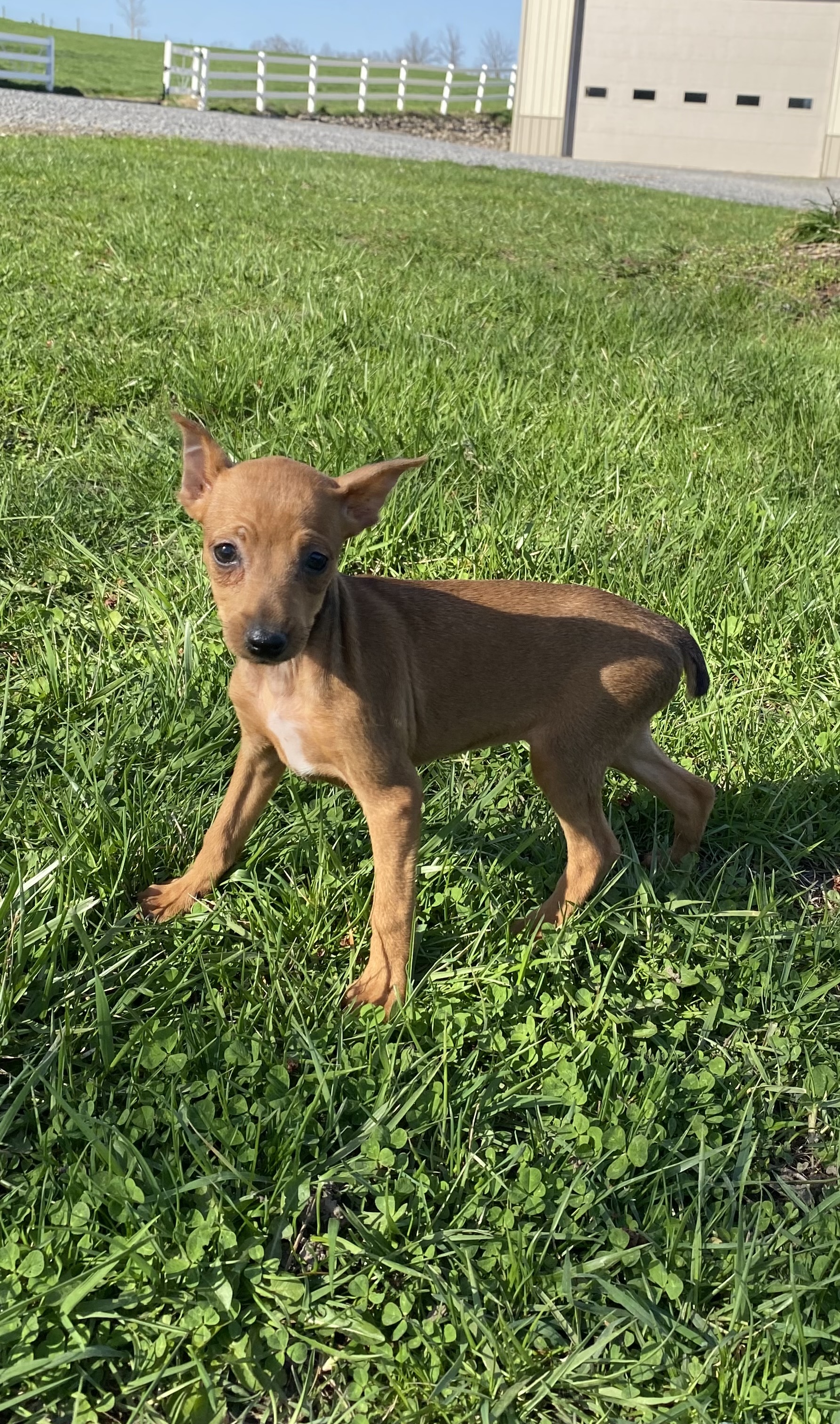 puppy, for, sale, Miniature Pinscher, Curtis  Martin, dog, breeder, Seneca Falls, NY, dog-breeder, puppy-for-sale, forsale, nearby, find, puppyfind, locator, puppylocator, aca
