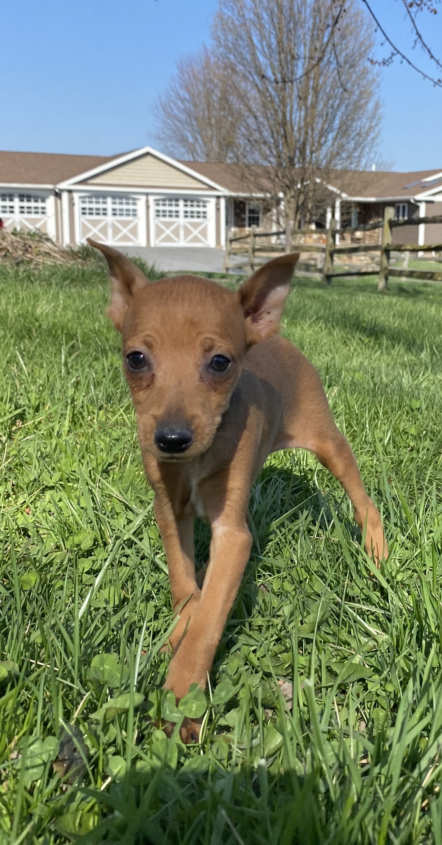 puppy, for, sale, Miniature Pinscher, Curtis  Martin, dog, breeder, Seneca Falls, NY, dog-breeder, puppy-for-sale, forsale, nearby, find, puppyfind, locator, puppylocator, aca