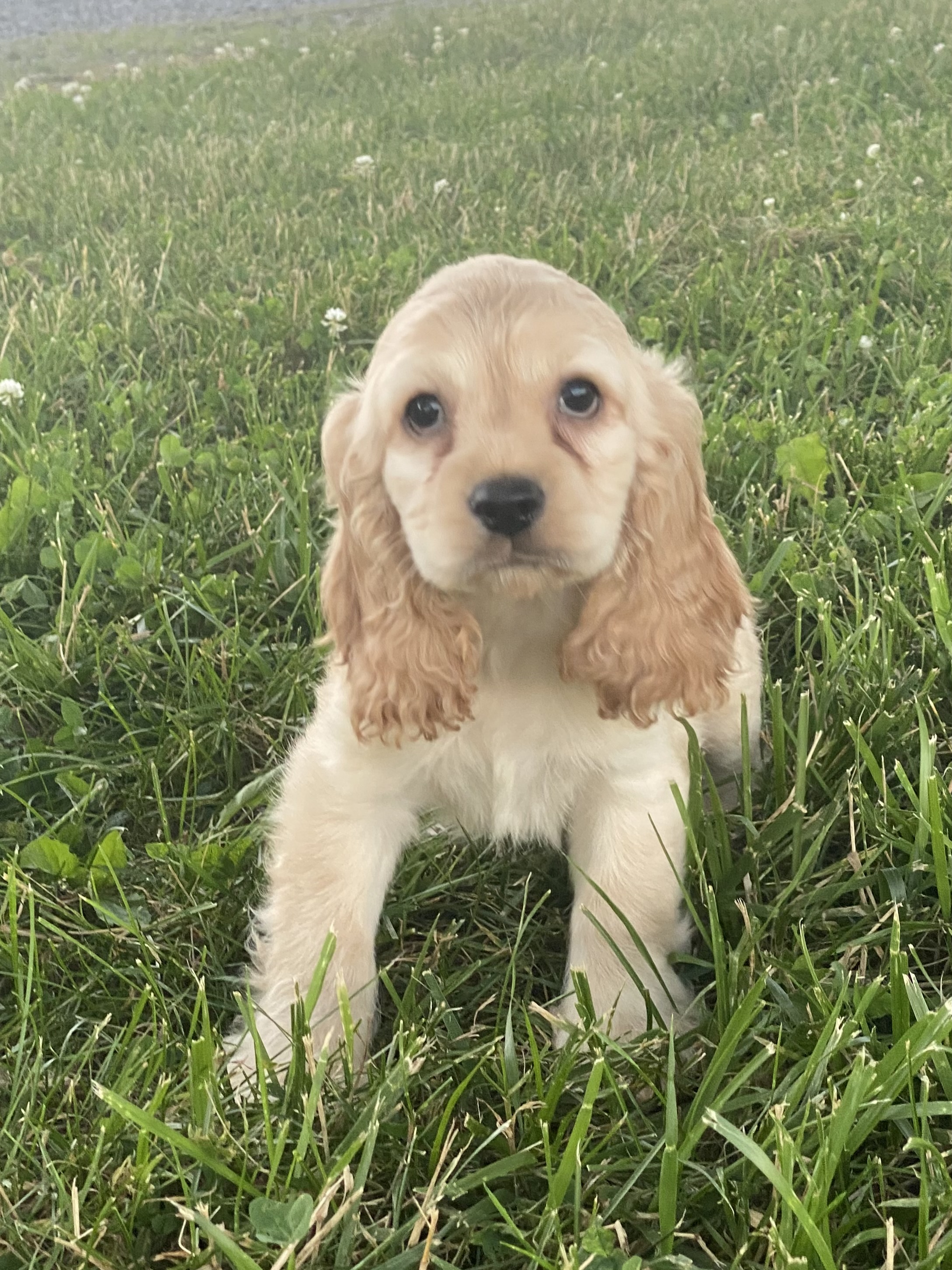 puppy, for, sale, Cocker Spaniel, Curtis  Martin, dog, breeder, Seneca Falls, NY, dog-breeder, puppy-for-sale, forsale, nearby, find, puppyfind, locator, puppylocator, aca