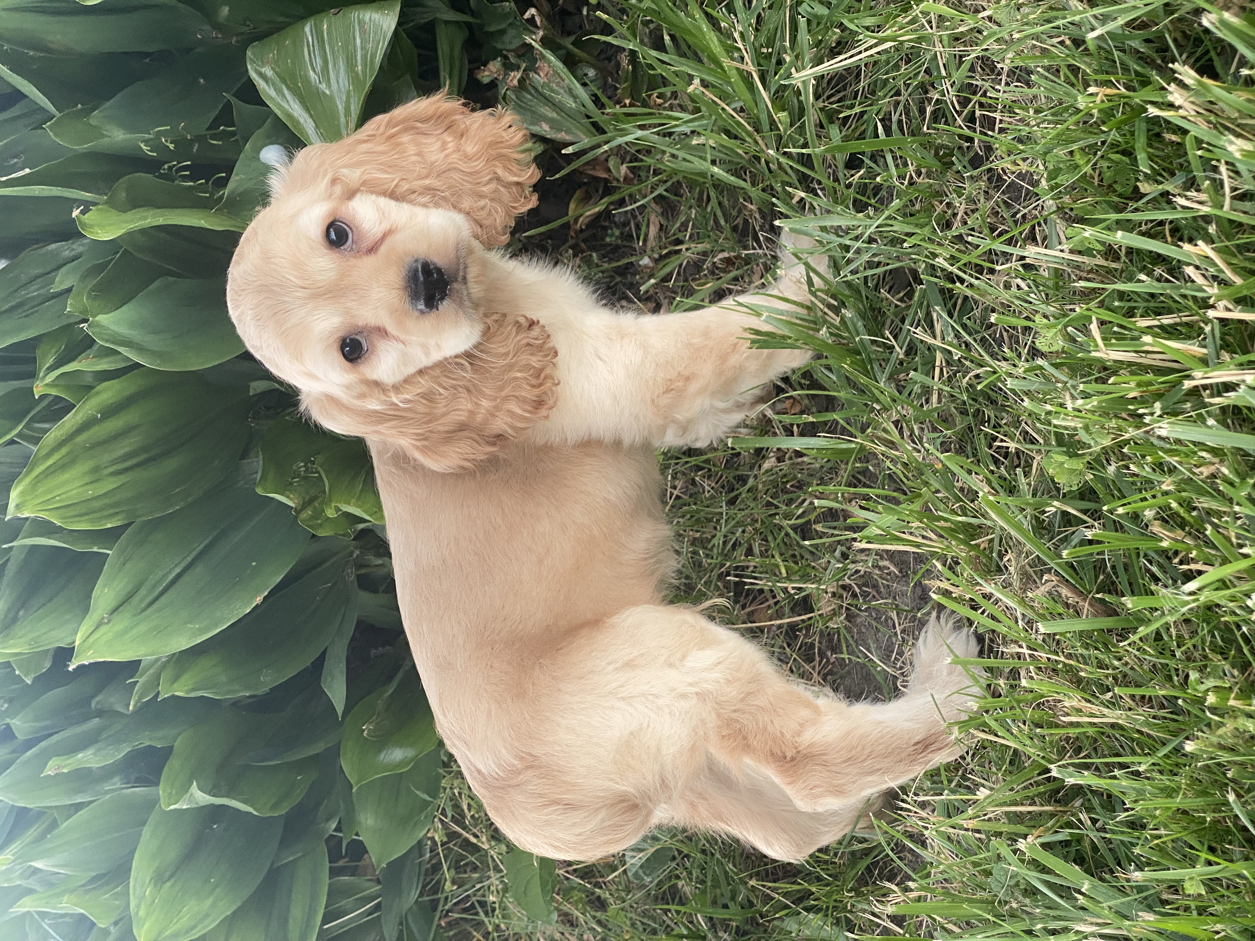 puppy, for, sale, Cocker Spaniel, Curtis  Martin, dog, breeder, Seneca Falls, NY, dog-breeder, puppy-for-sale, forsale, nearby, find, puppyfind, locator, puppylocator, aca
