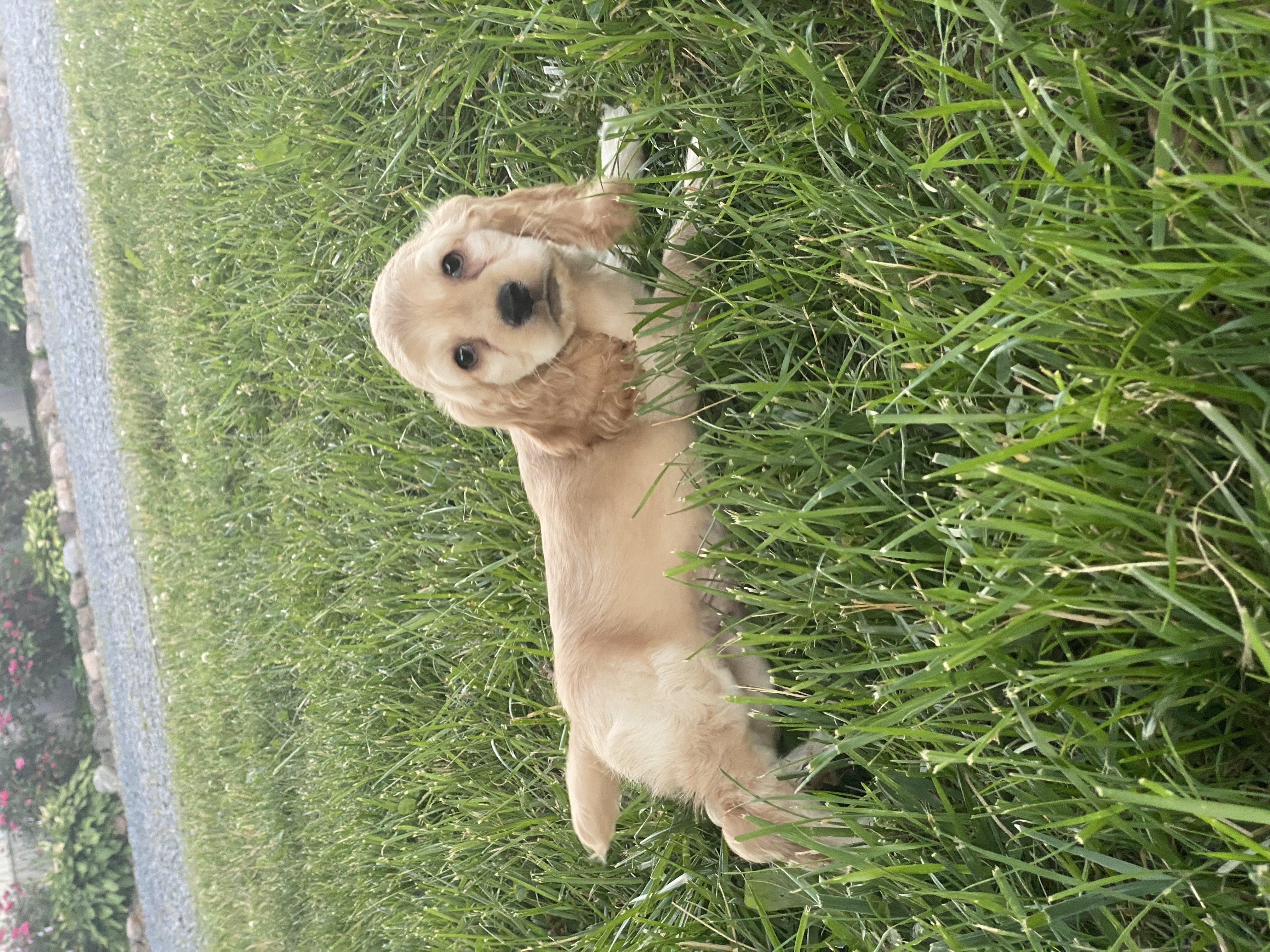 puppy, for, sale, Cocker Spaniel, Curtis  Martin, dog, breeder, Seneca Falls, NY, dog-breeder, puppy-for-sale, forsale, nearby, find, puppyfind, locator, puppylocator, aca