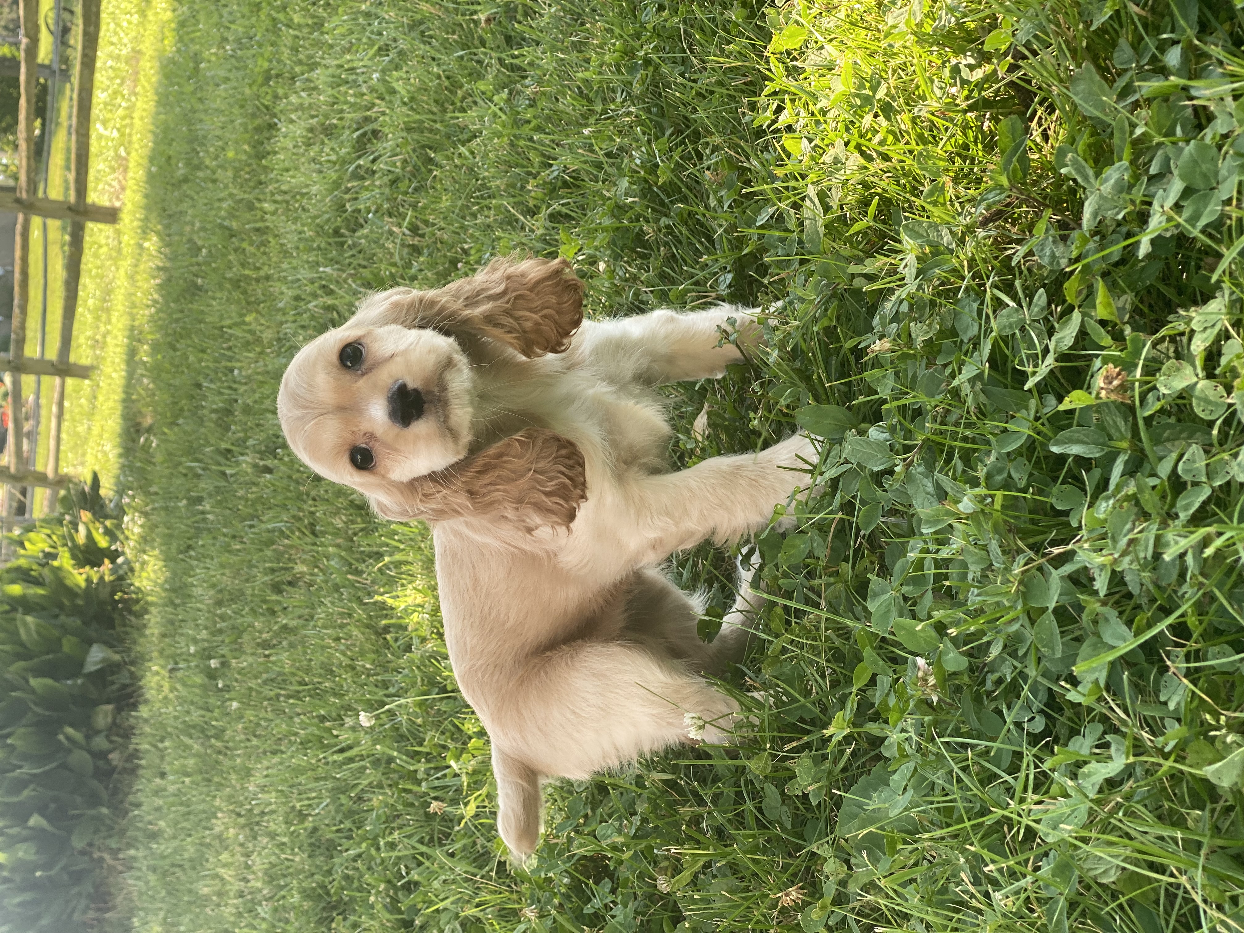 puppy, for, sale, Cocker Spaniel, Curtis  Martin, dog, breeder, Seneca Falls, NY, dog-breeder, puppy-for-sale, forsale, nearby, find, puppyfind, locator, puppylocator, aca