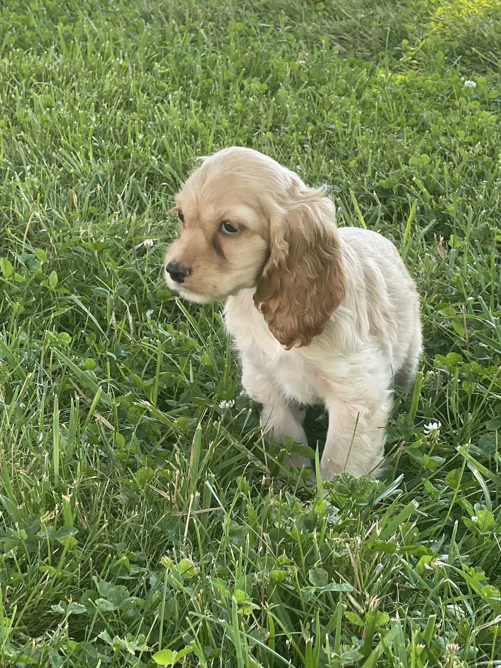 puppy, for, sale, Cocker Spaniel, Curtis  Martin, dog, breeder, Seneca Falls, NY, dog-breeder, puppy-for-sale, forsale, nearby, find, puppyfind, locator, puppylocator, aca