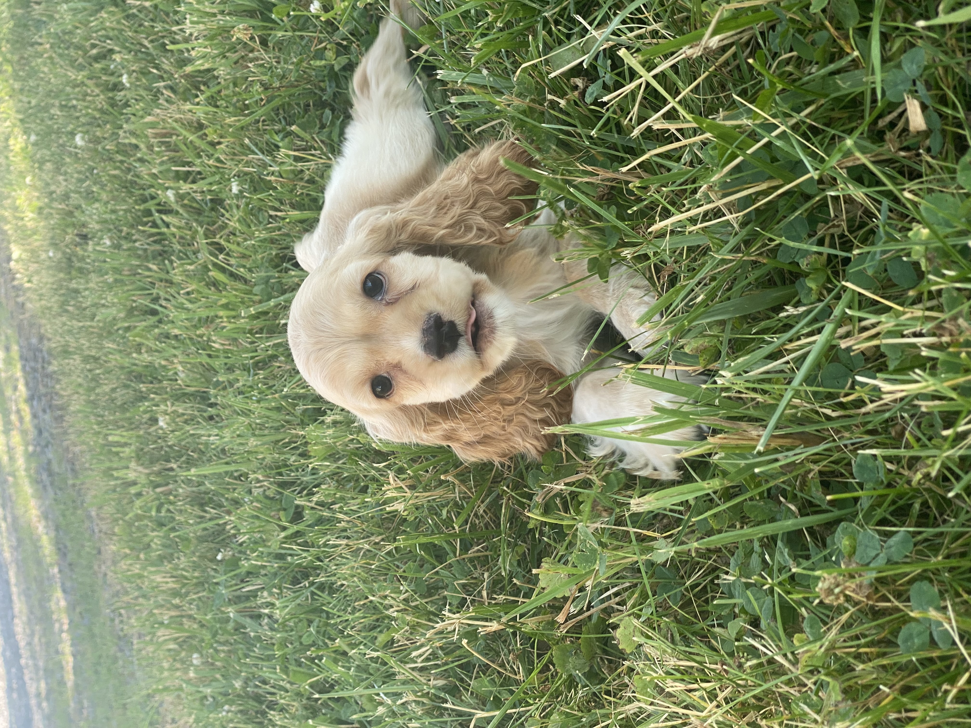 puppy, for, sale, Cocker Spaniel, Curtis  Martin, dog, breeder, Seneca Falls, NY, dog-breeder, puppy-for-sale, forsale, nearby, find, puppyfind, locator, puppylocator, aca
