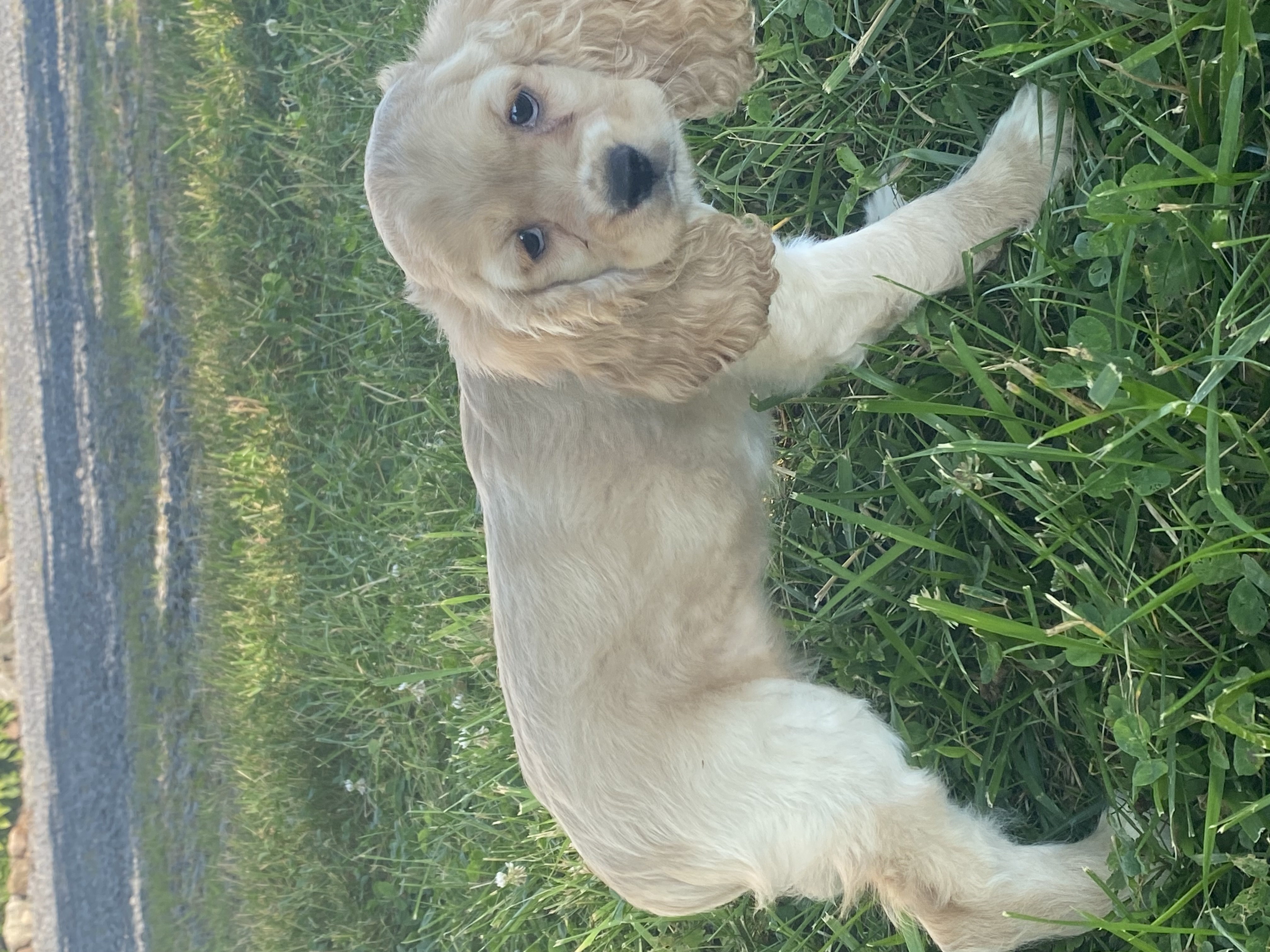 puppy, for, sale, Cocker Spaniel, Curtis  Martin, dog, breeder, Seneca Falls, NY, dog-breeder, puppy-for-sale, forsale, nearby, find, puppyfind, locator, puppylocator, aca