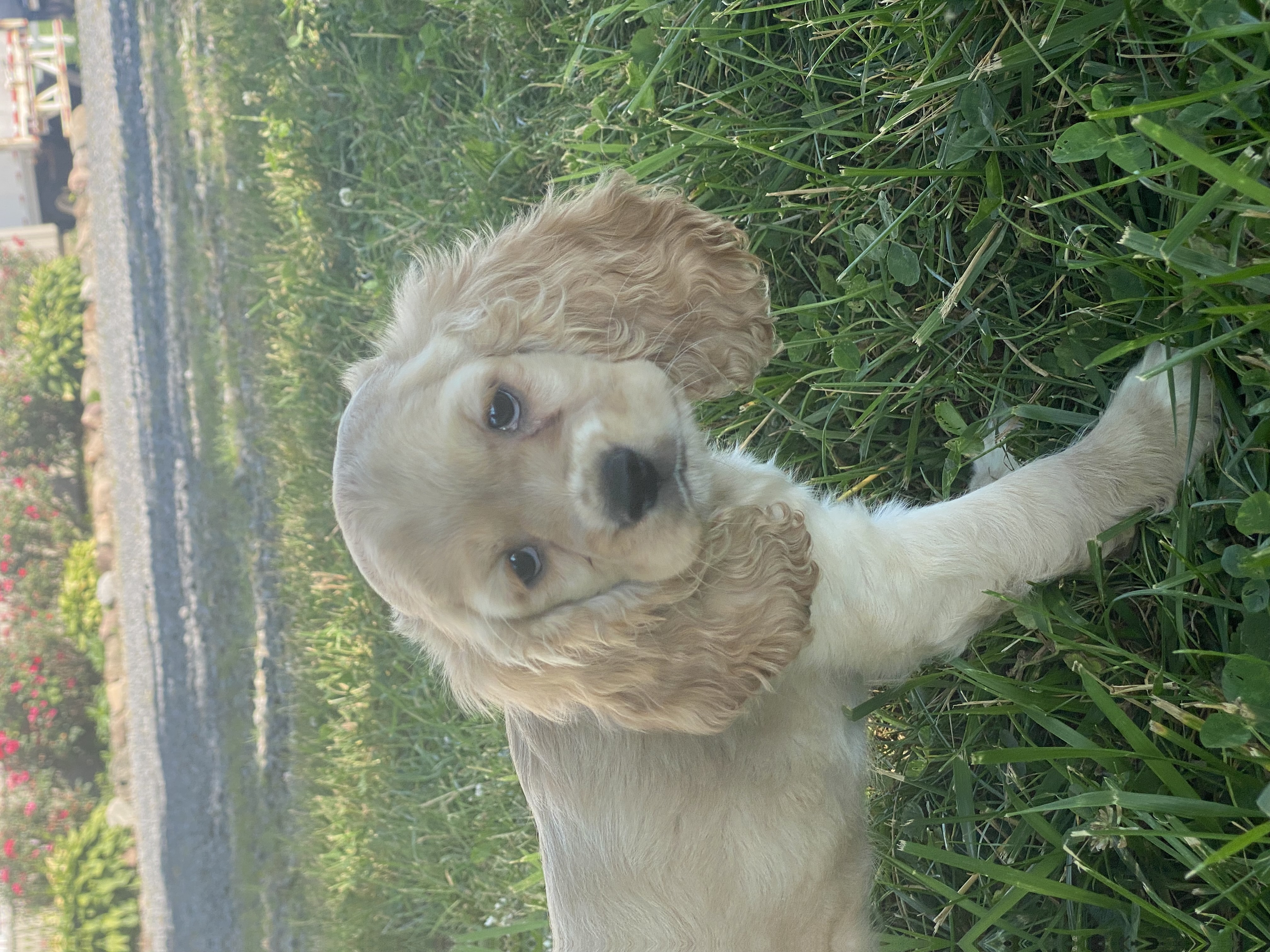 puppy, for, sale, Cocker Spaniel, Curtis  Martin, dog, breeder, Seneca Falls, NY, dog-breeder, puppy-for-sale, forsale, nearby, find, puppyfind, locator, puppylocator, aca
