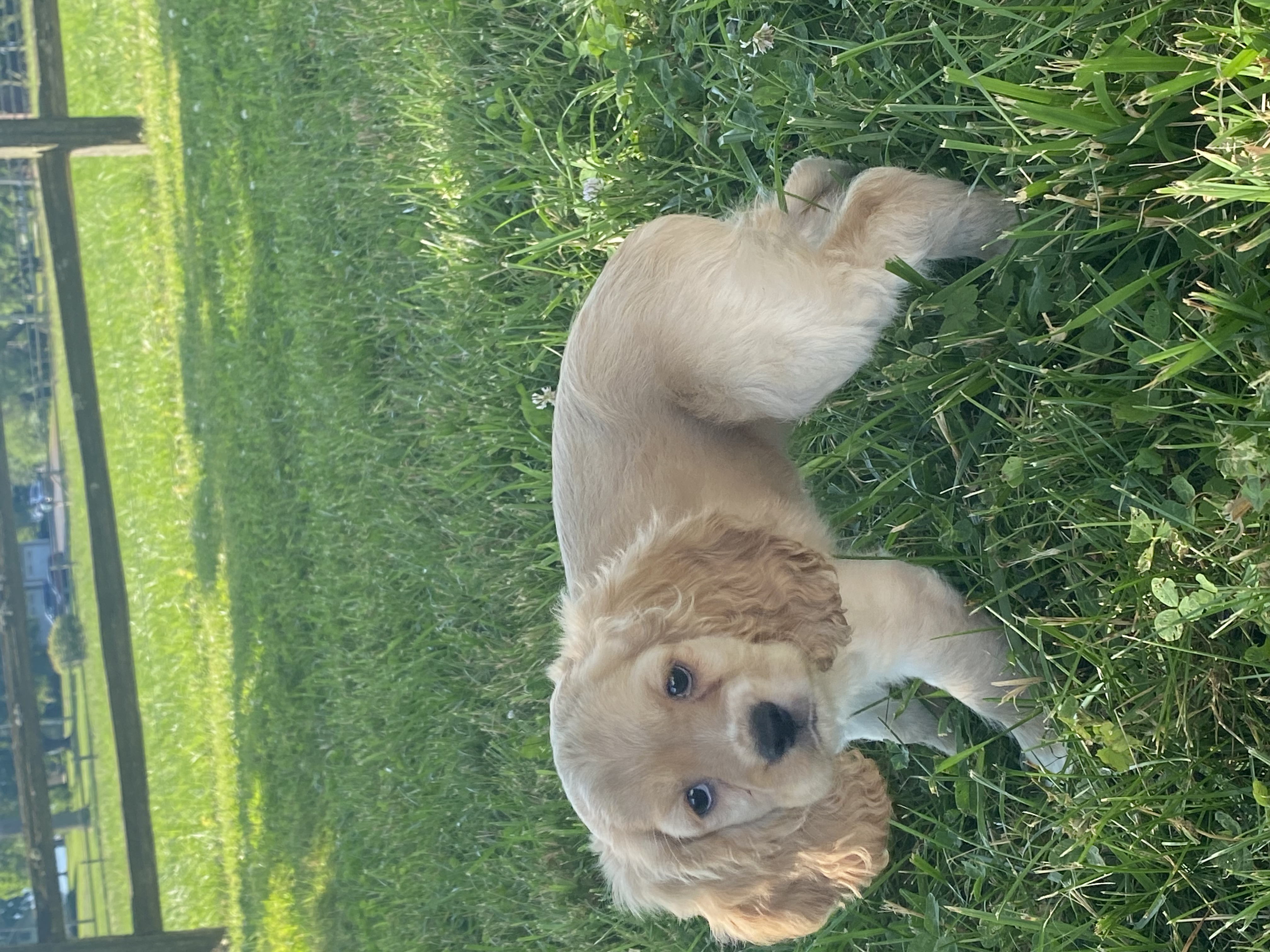 puppy, for, sale, Cocker Spaniel, Curtis  Martin, dog, breeder, Seneca Falls, NY, dog-breeder, puppy-for-sale, forsale, nearby, find, puppyfind, locator, puppylocator, aca