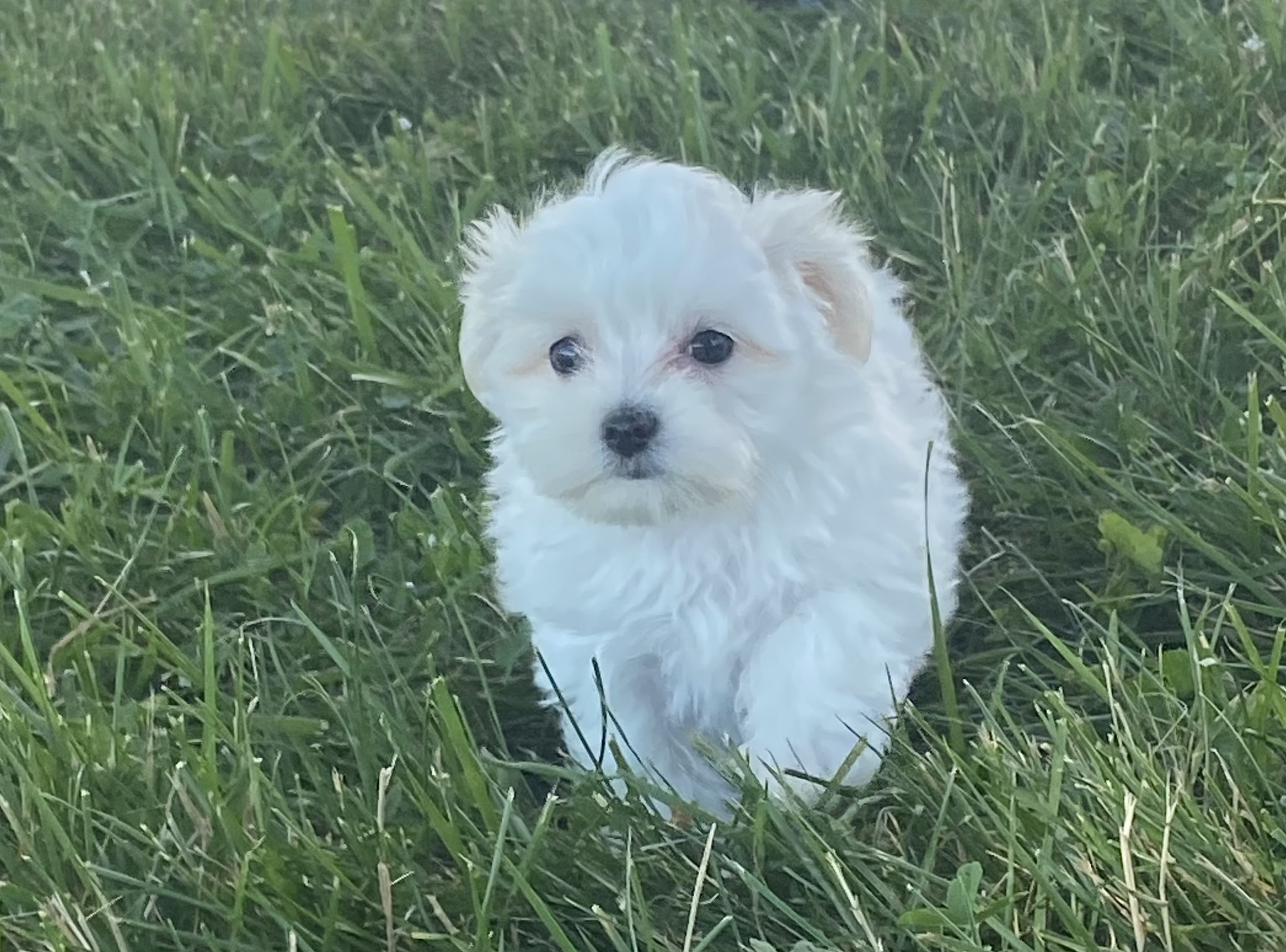 puppy, for, sale, Maltese, Curtis  Martin, dog, breeder, Seneca Falls, NY, dog-breeder, puppy-for-sale, forsale, nearby, find, puppyfind, locator, puppylocator, aca